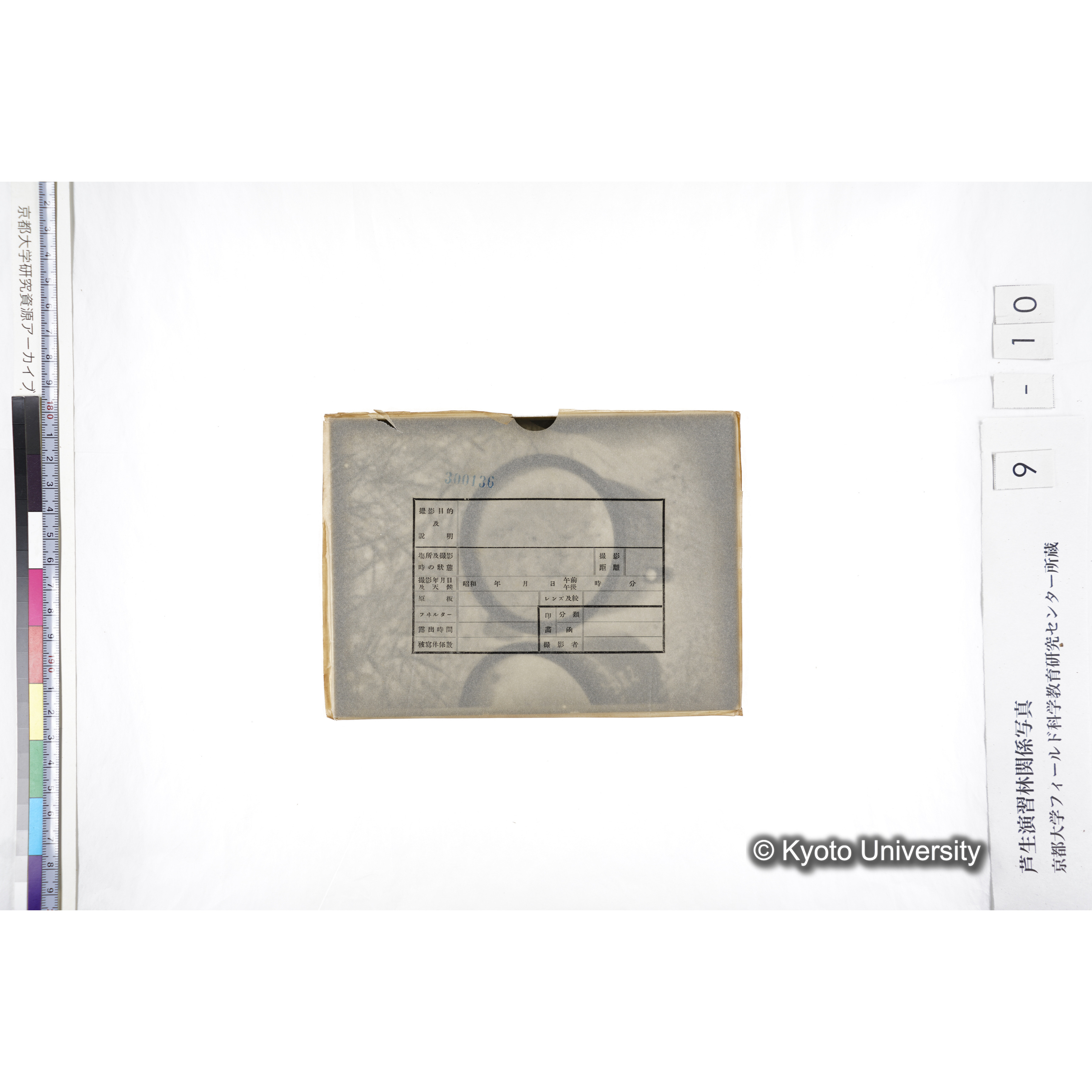 〔ポットの中の稚樹〕 (3)