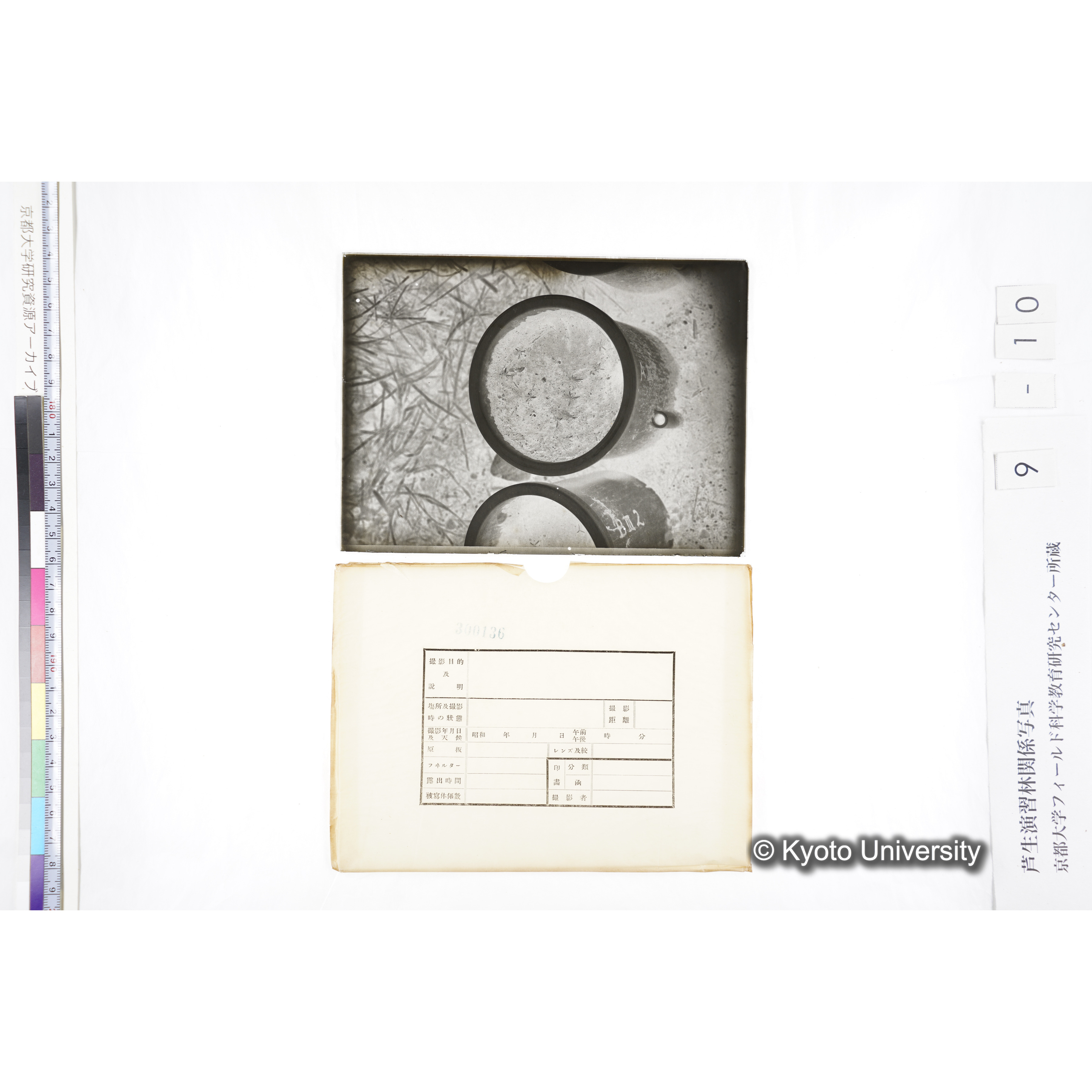 〔ポットの中の稚樹〕 (4)