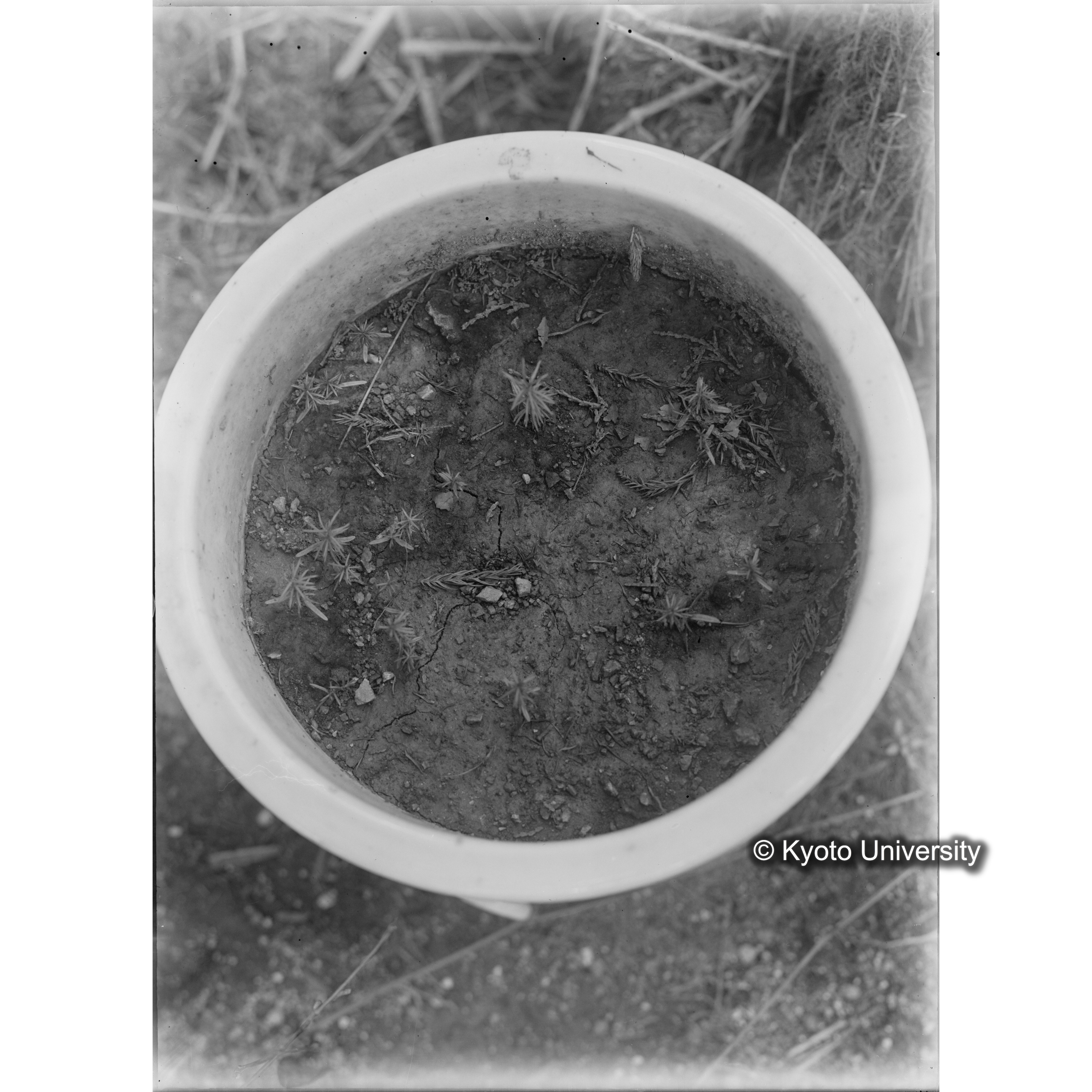 〔ポットの中の稚樹〕 (1)