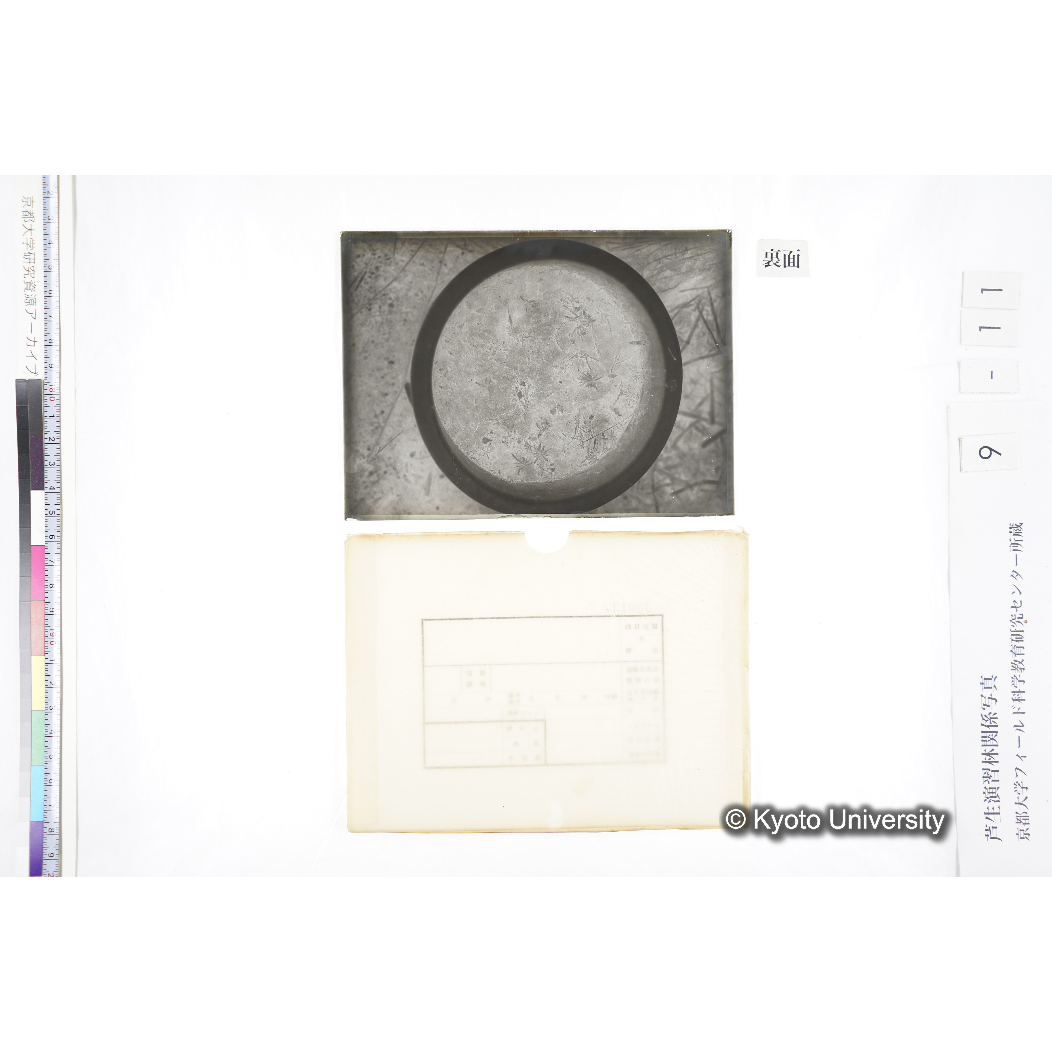 〔ポットの中の稚樹〕 (2)