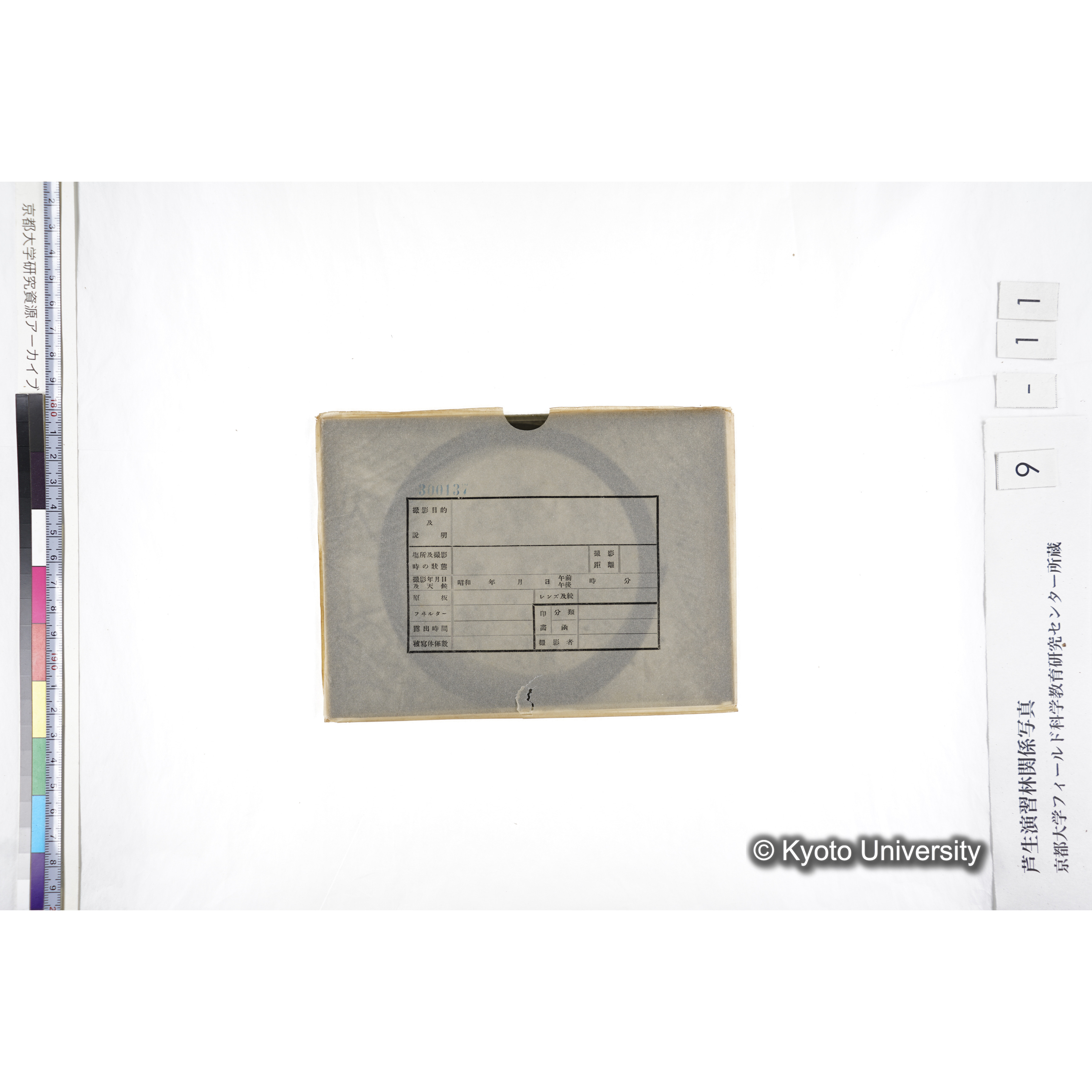 〔ポットの中の稚樹〕 (3)