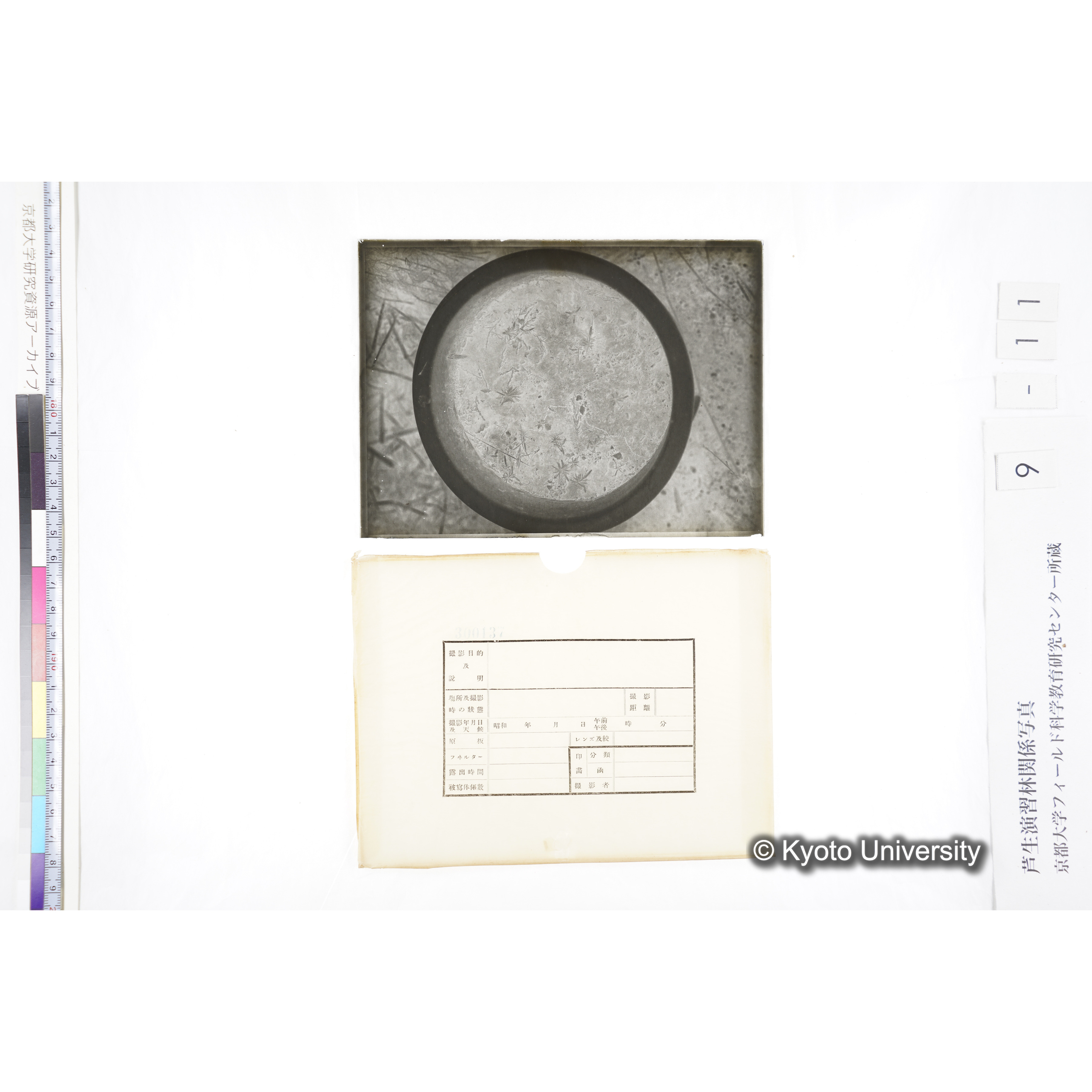 〔ポットの中の稚樹〕 (4)