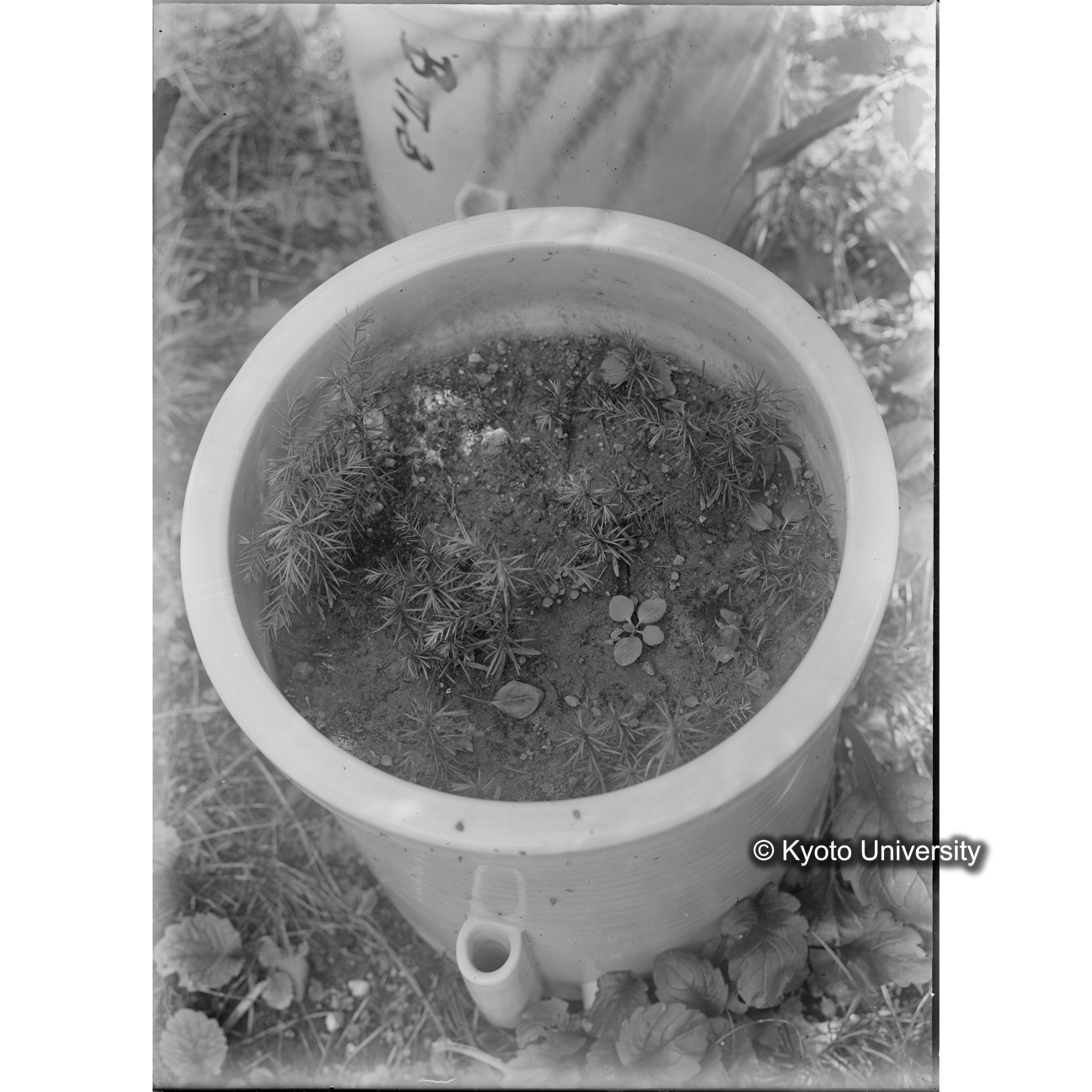 〔ポットの中の稚樹〕 (1)