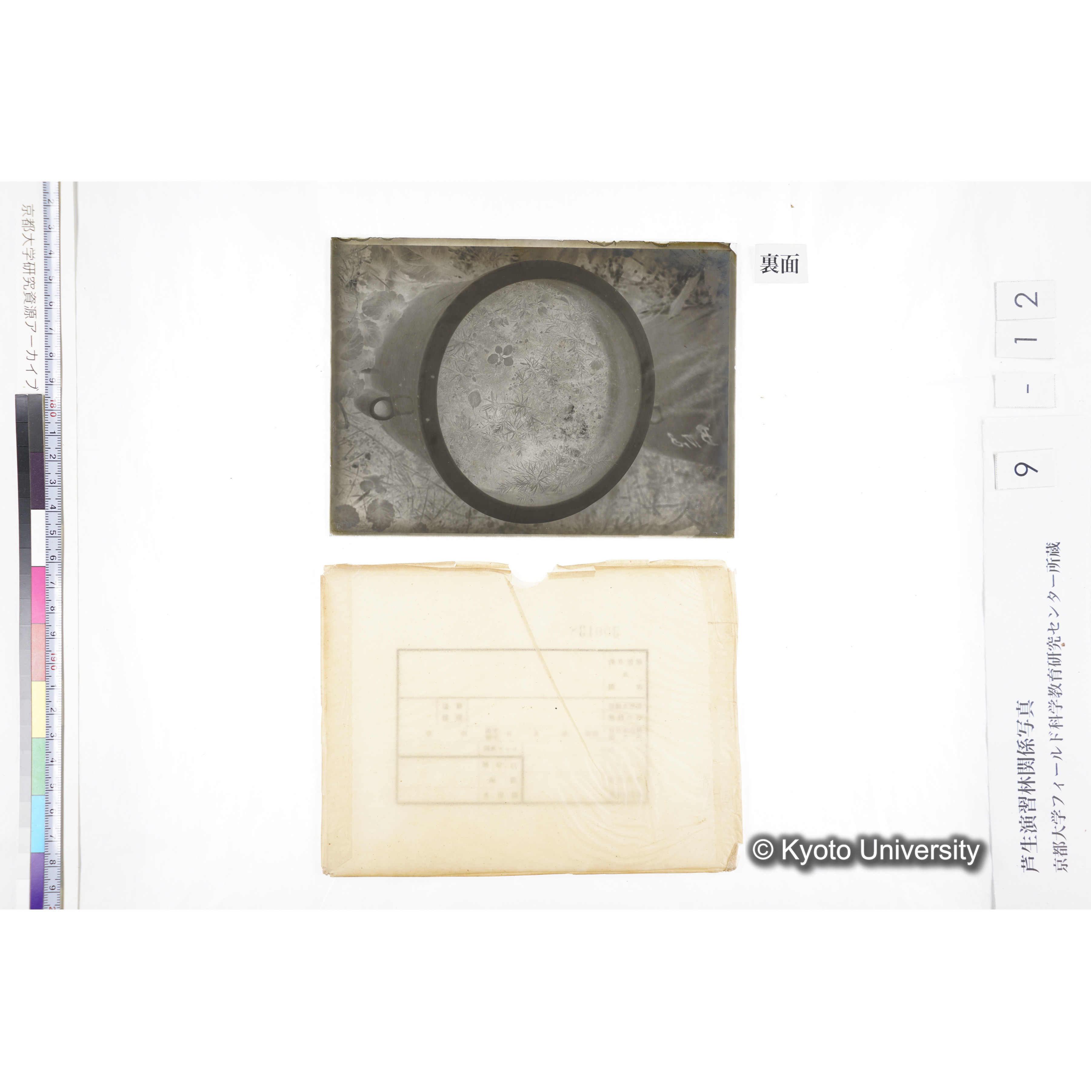 〔ポットの中の稚樹〕 (2)