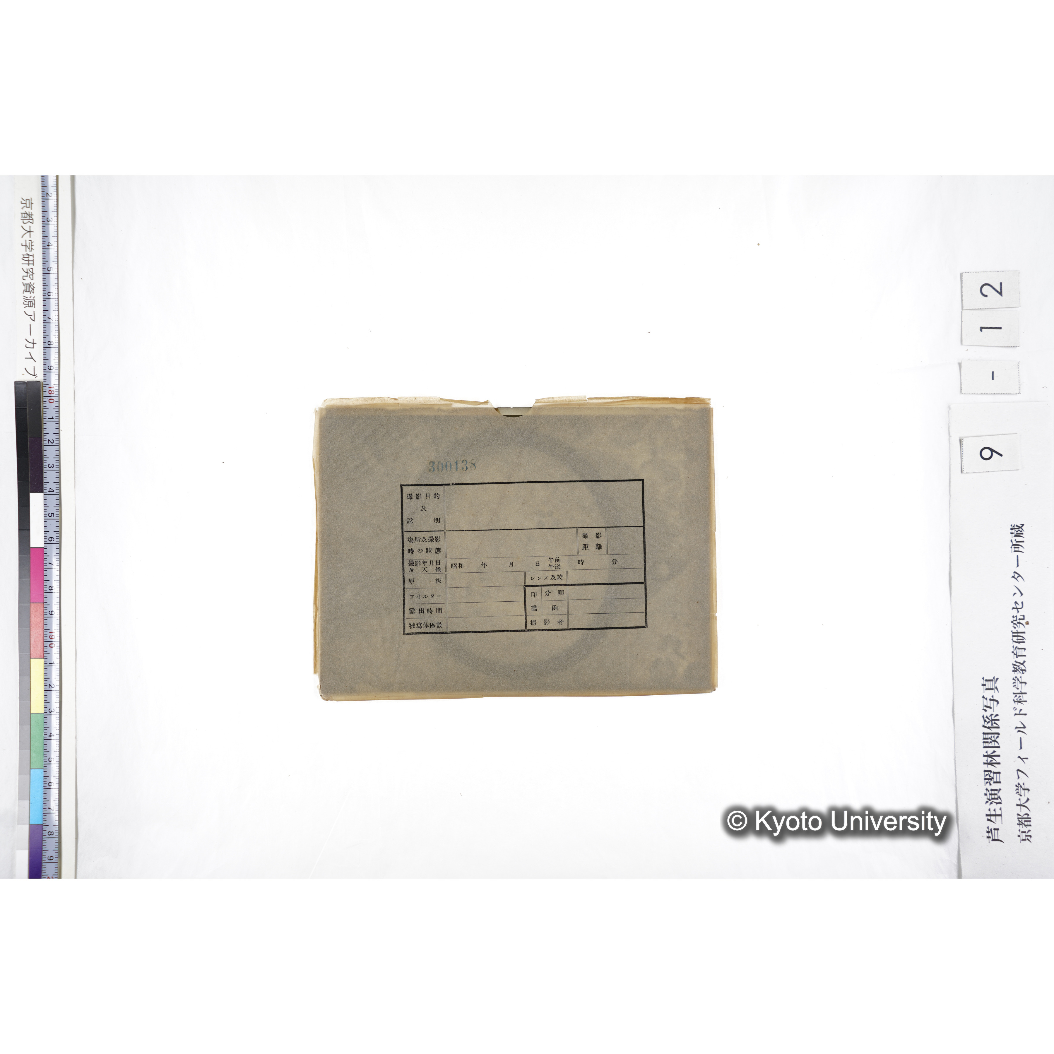 〔ポットの中の稚樹〕 (3)