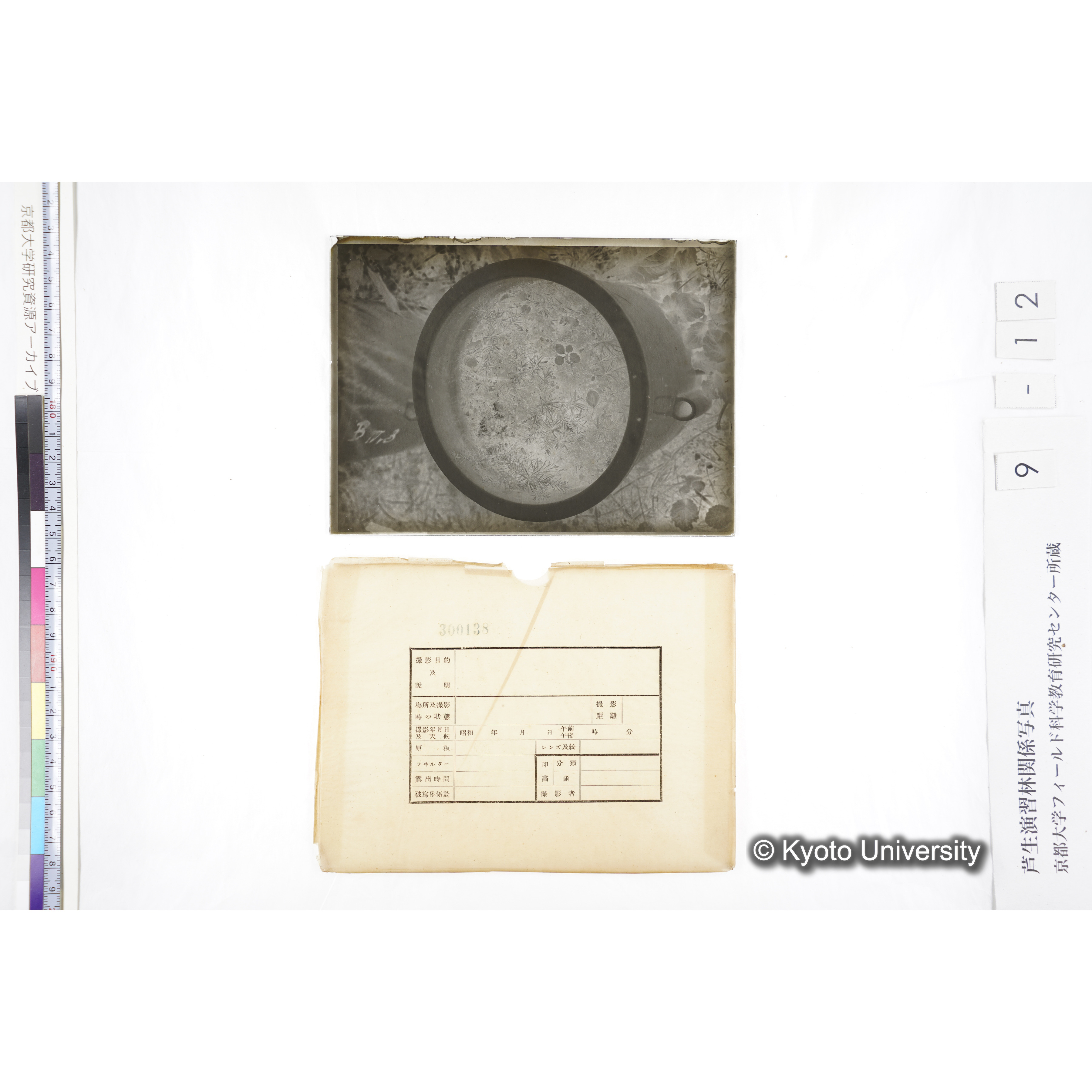 〔ポットの中の稚樹〕 (4)