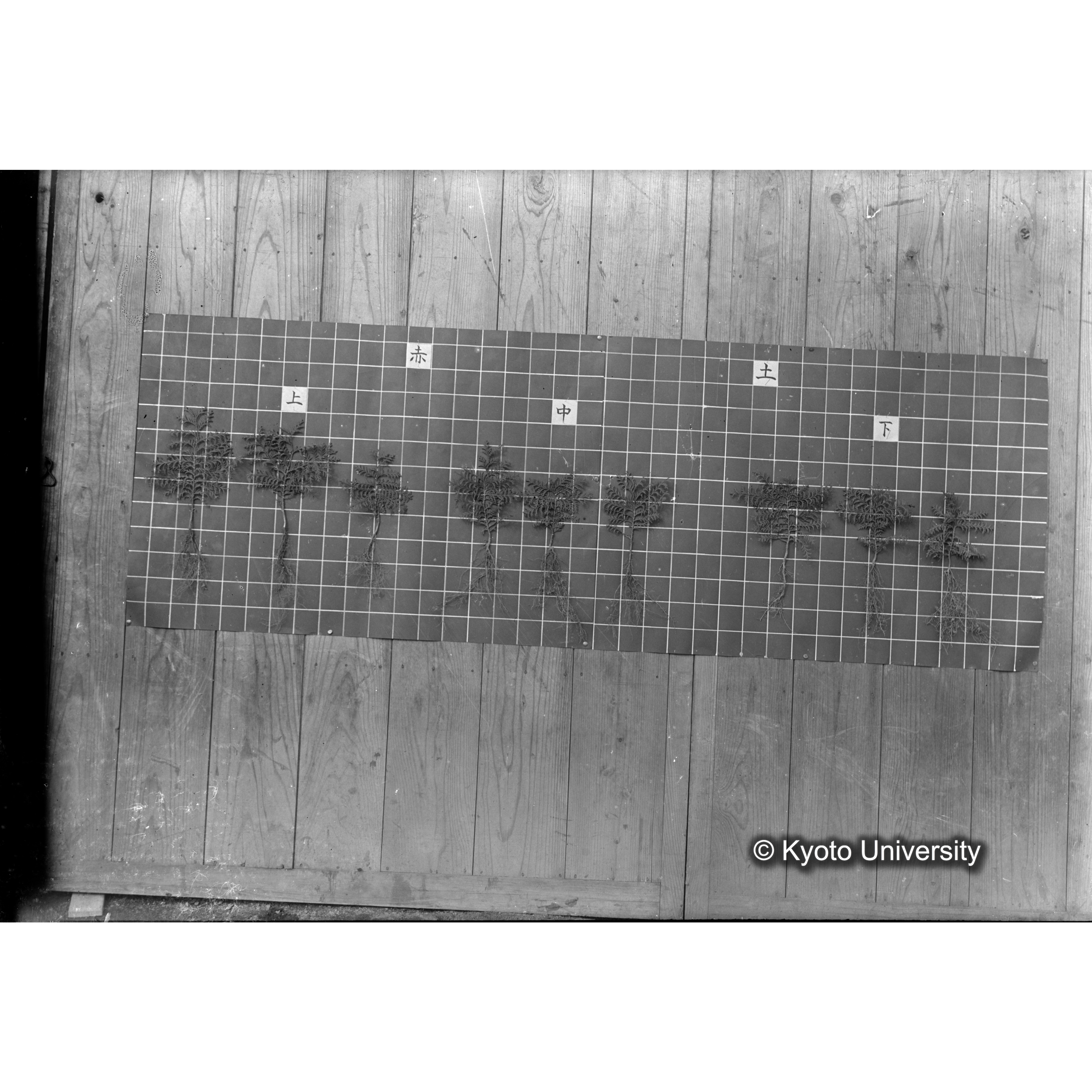 〔発芽と根 9本の比較 赤土 の上 中 下 〕 (1)