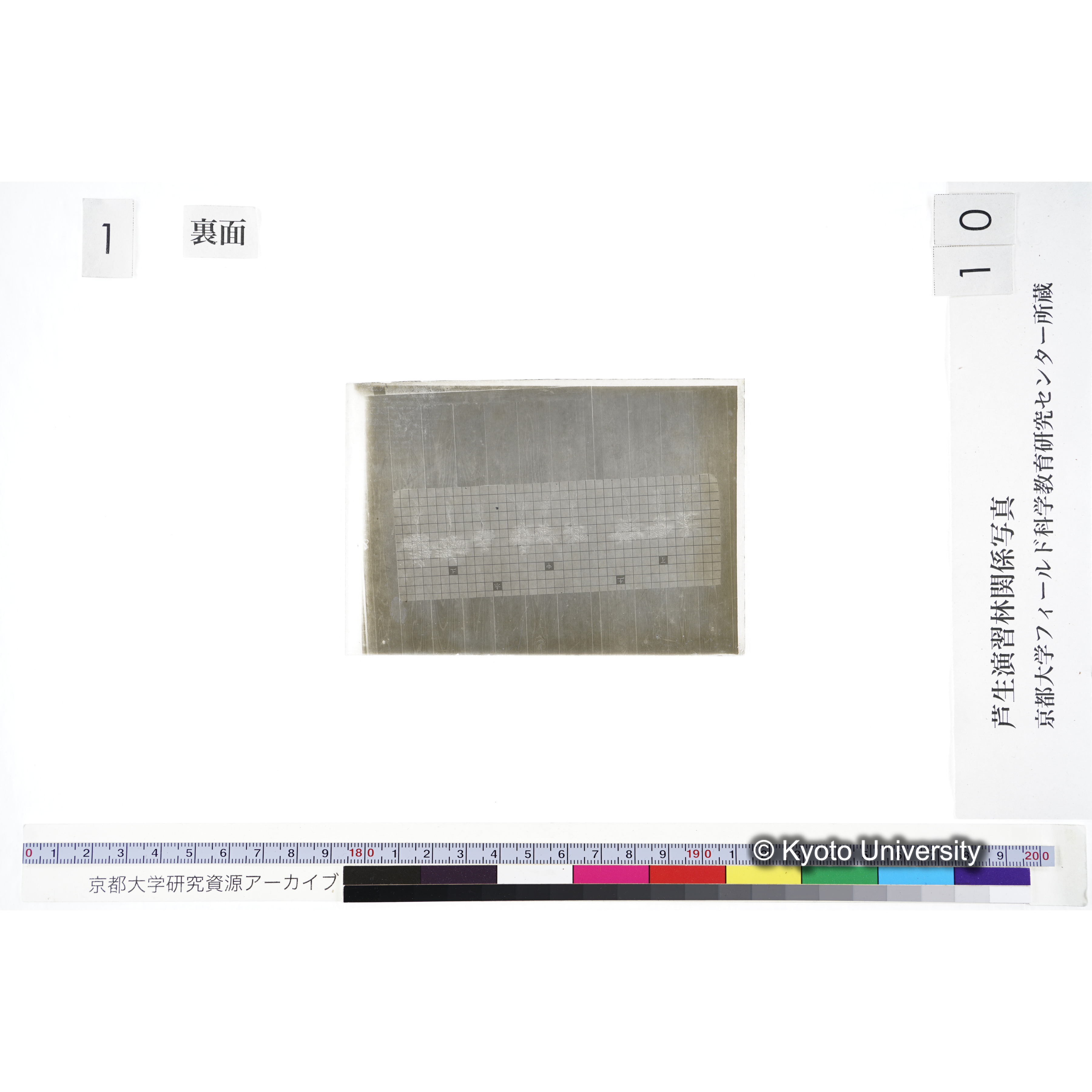 〔発芽と根 9本の比較 赤土 の上 中 下 〕 (2)