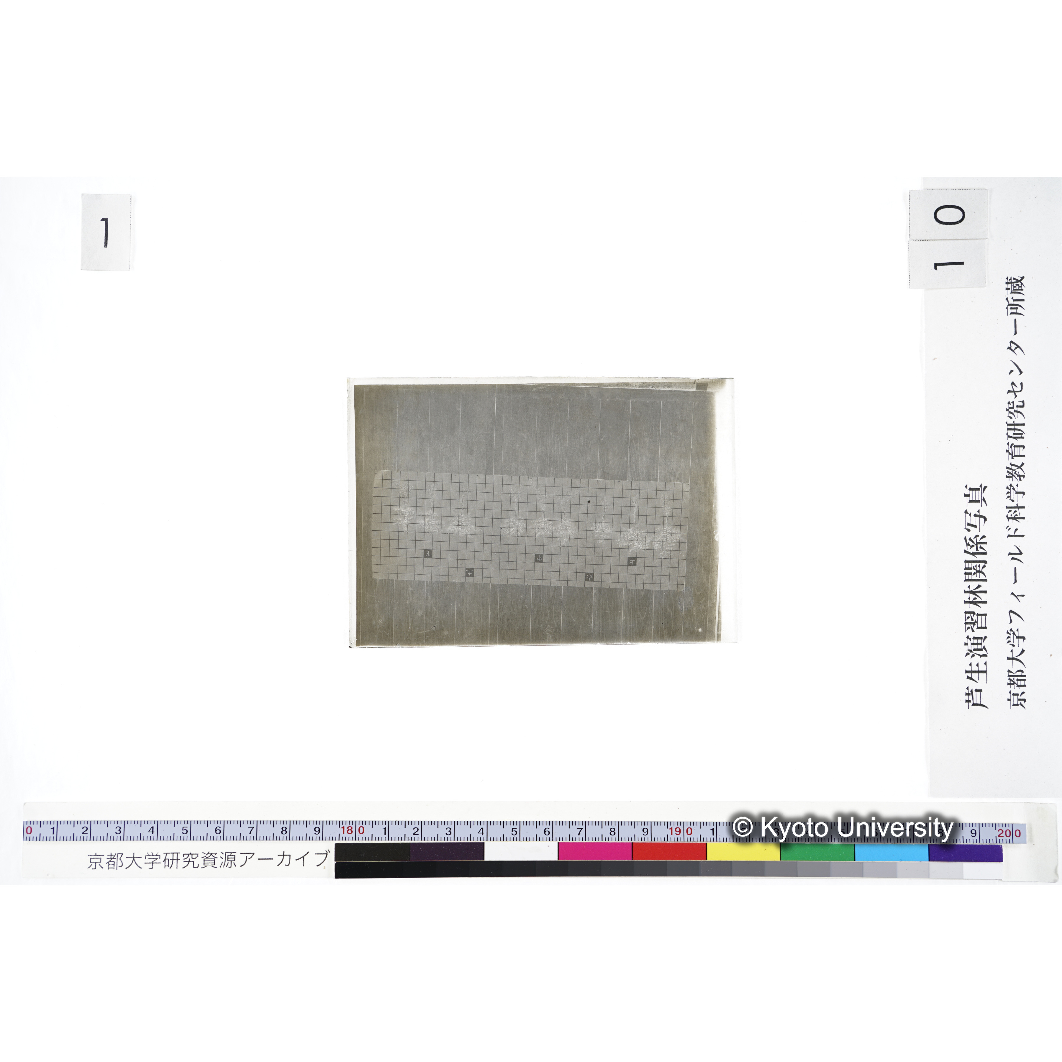 〔発芽と根 9本の比較 赤土 の上 中 下 〕 (3)