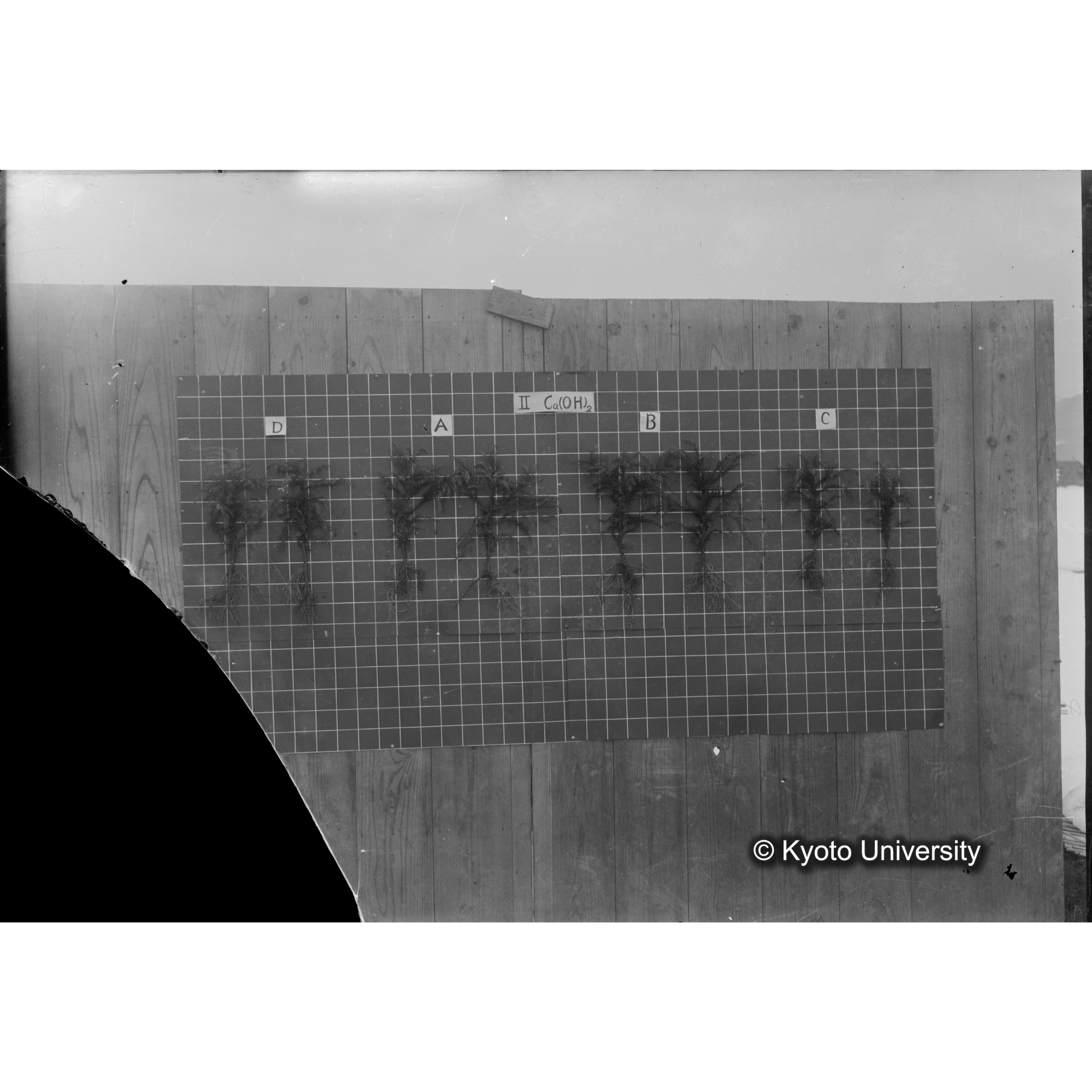 〔発芽と根 8本の比較 II Ca(OH)2 の D A B C 〕 (1)