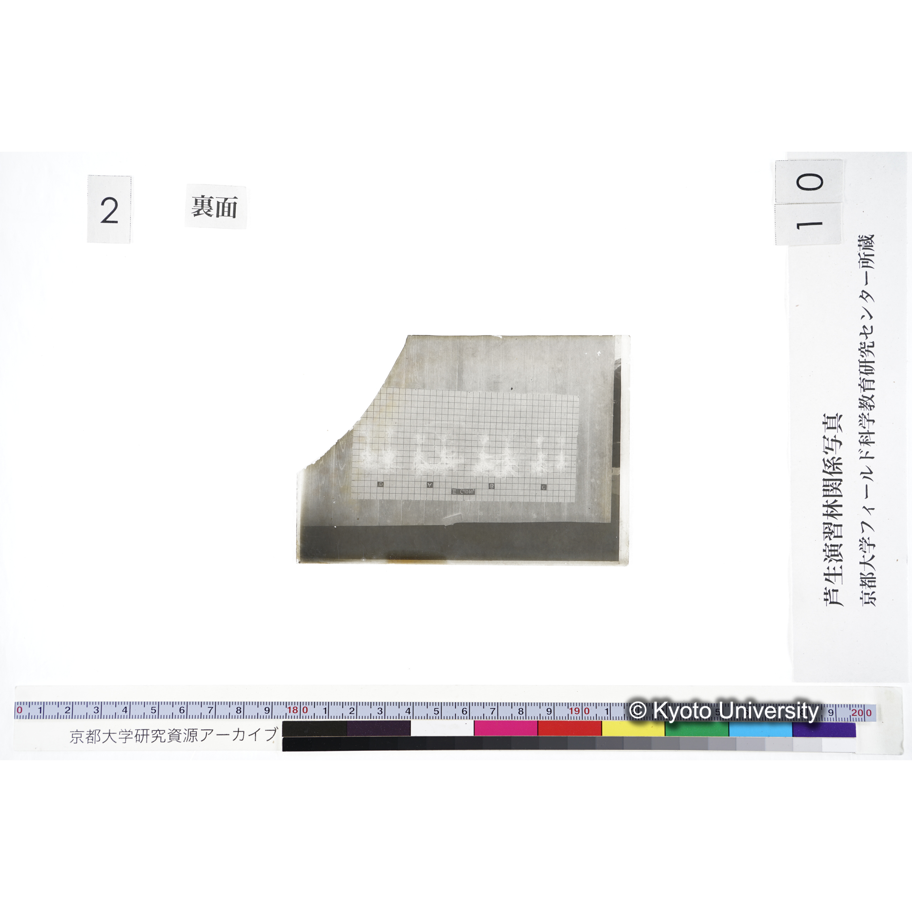 〔発芽と根 8本の比較 II Ca(OH)2 の D A B C 〕 (2)