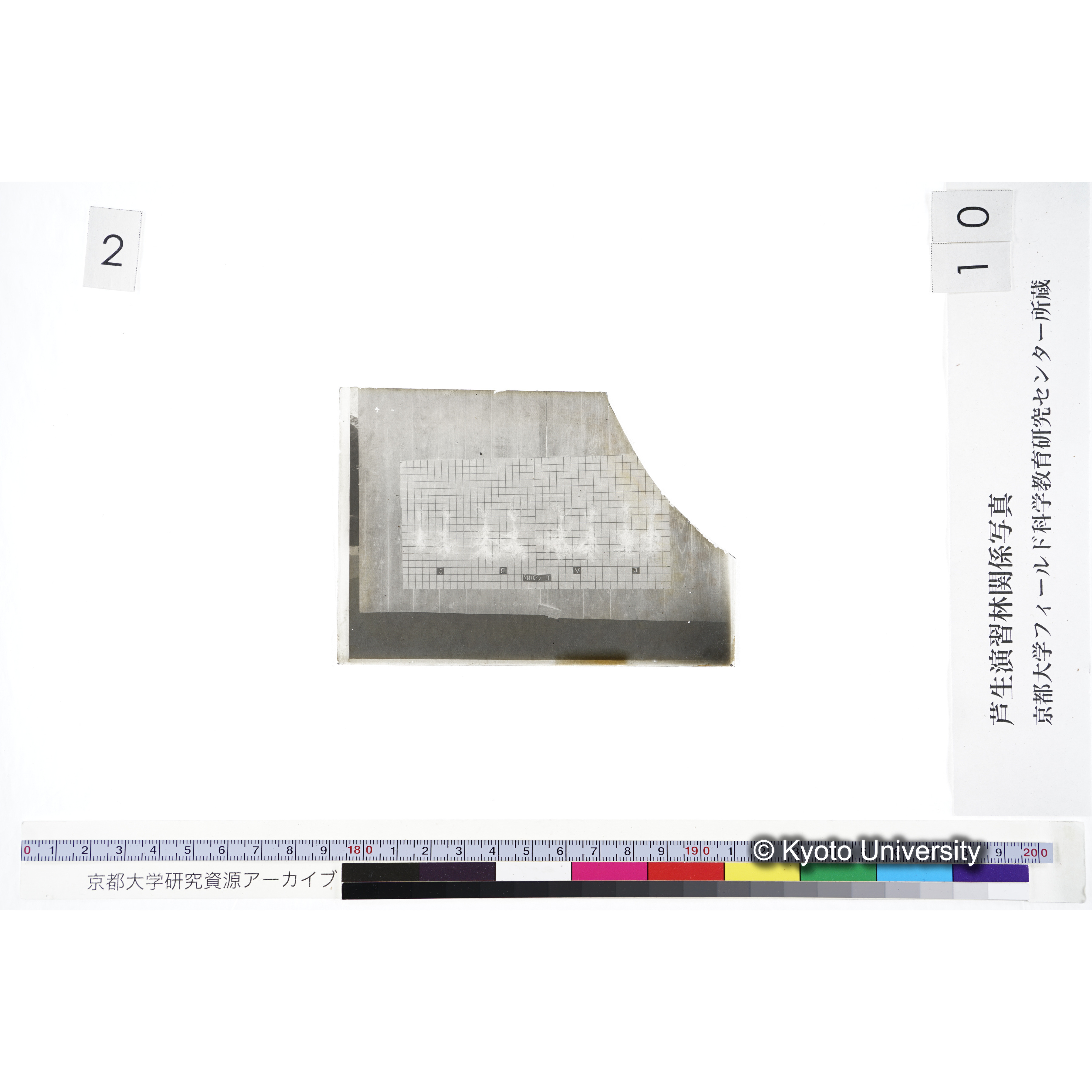 〔発芽と根 8本の比較 II Ca(OH)2 の D A B C 〕 (3)