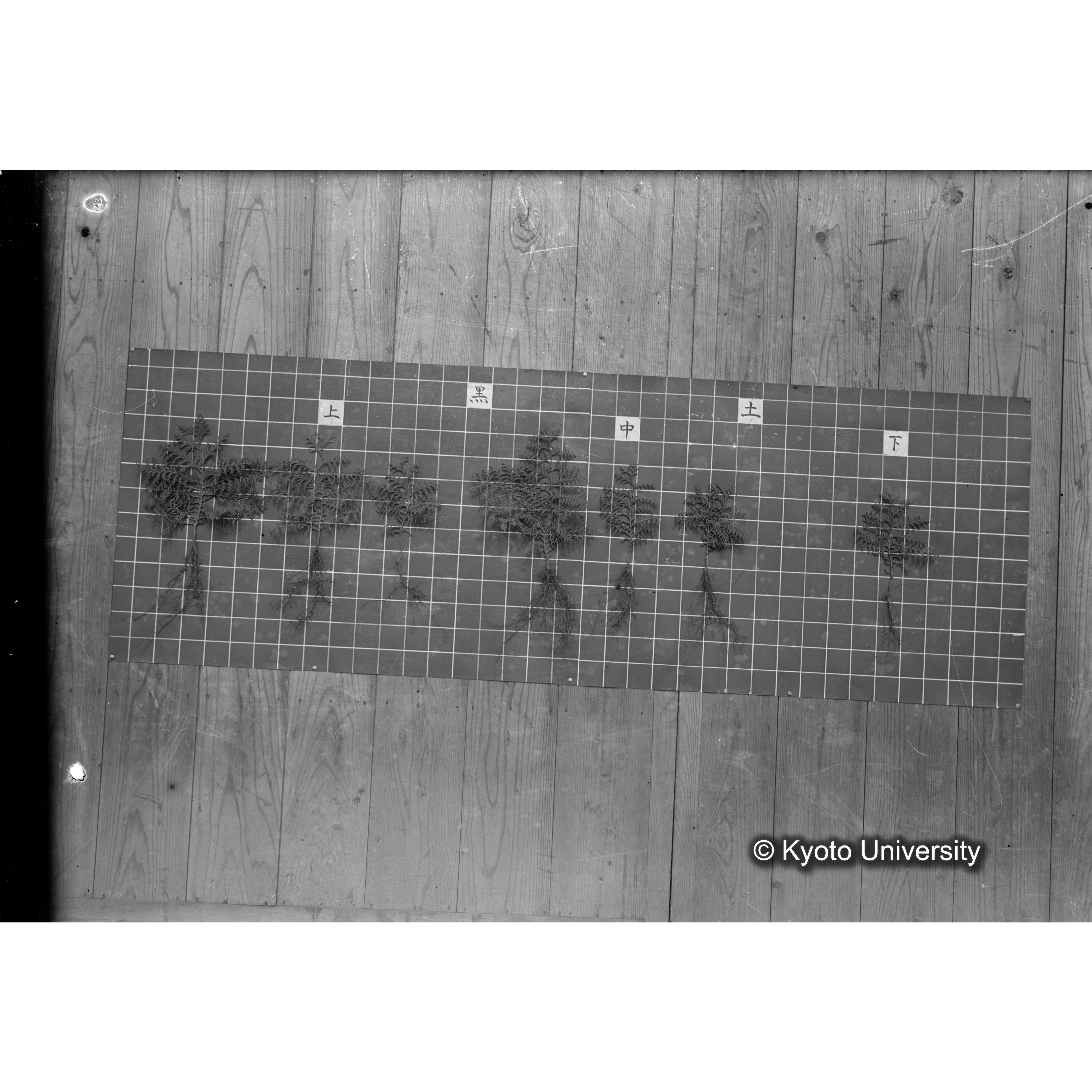 〔発芽と根 9本の比較 黒土 の上 中 下 〕 (1)