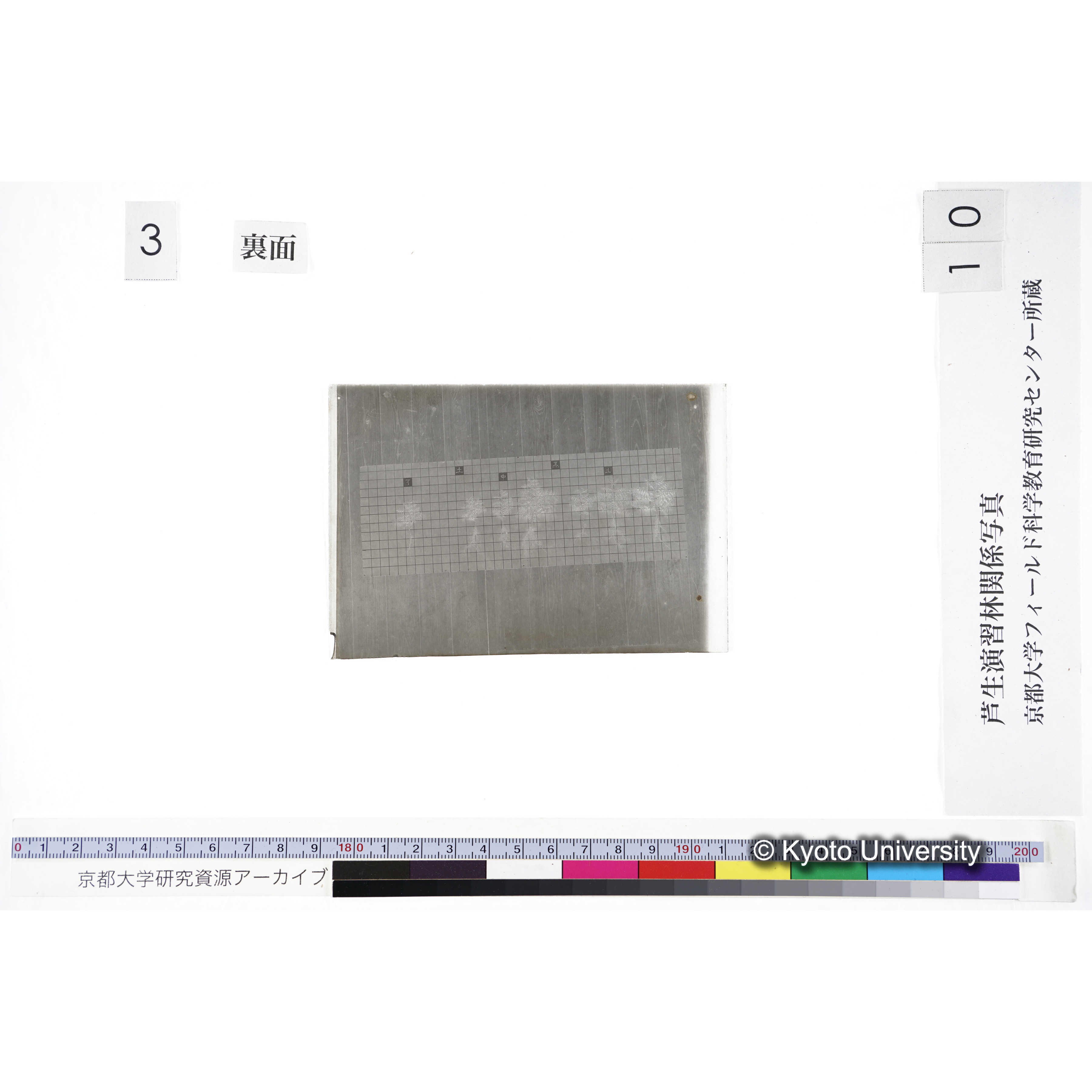 〔発芽と根 9本の比較 黒土 の上 中 下 〕 (2)