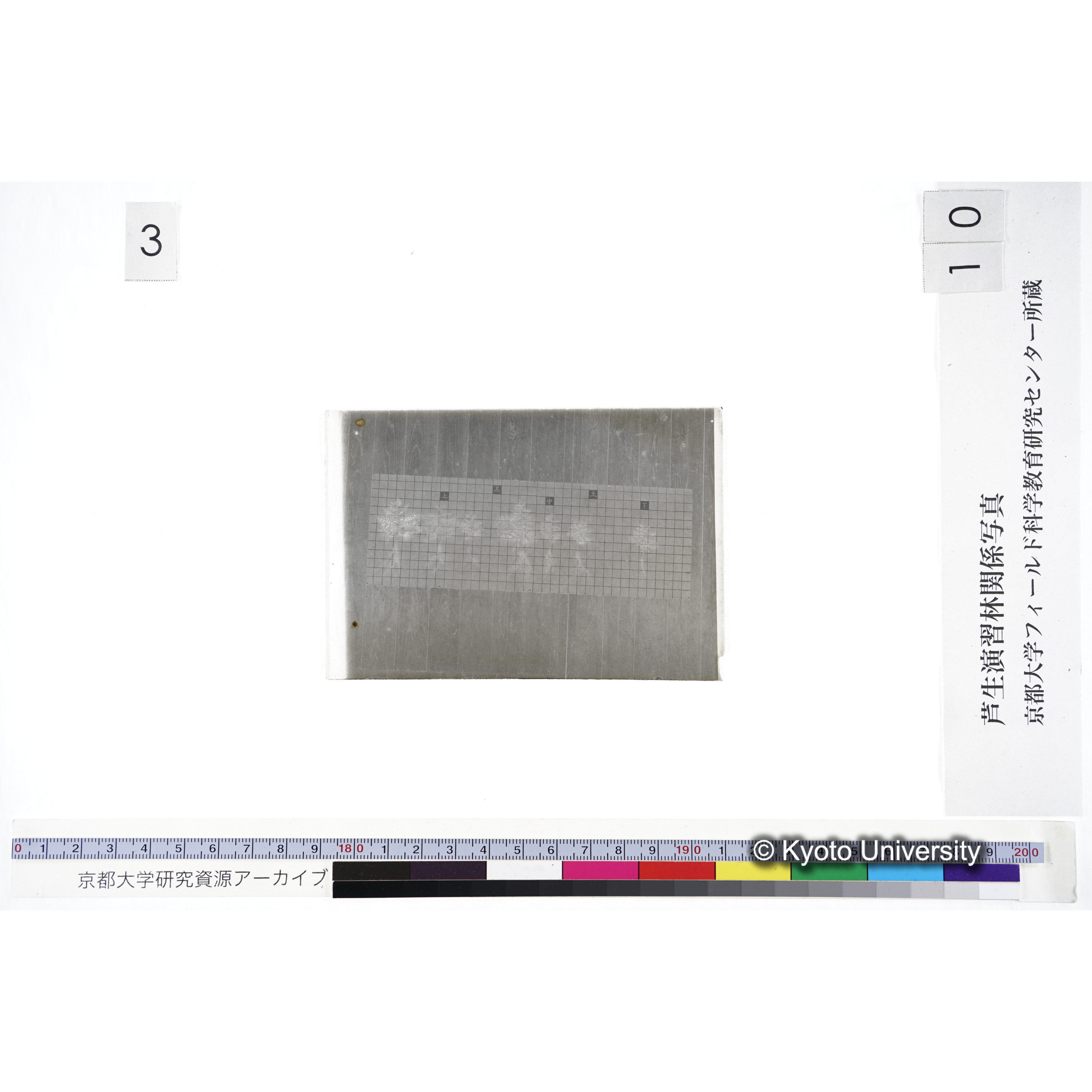 〔発芽と根 9本の比較 黒土 の上 中 下 〕 (3)