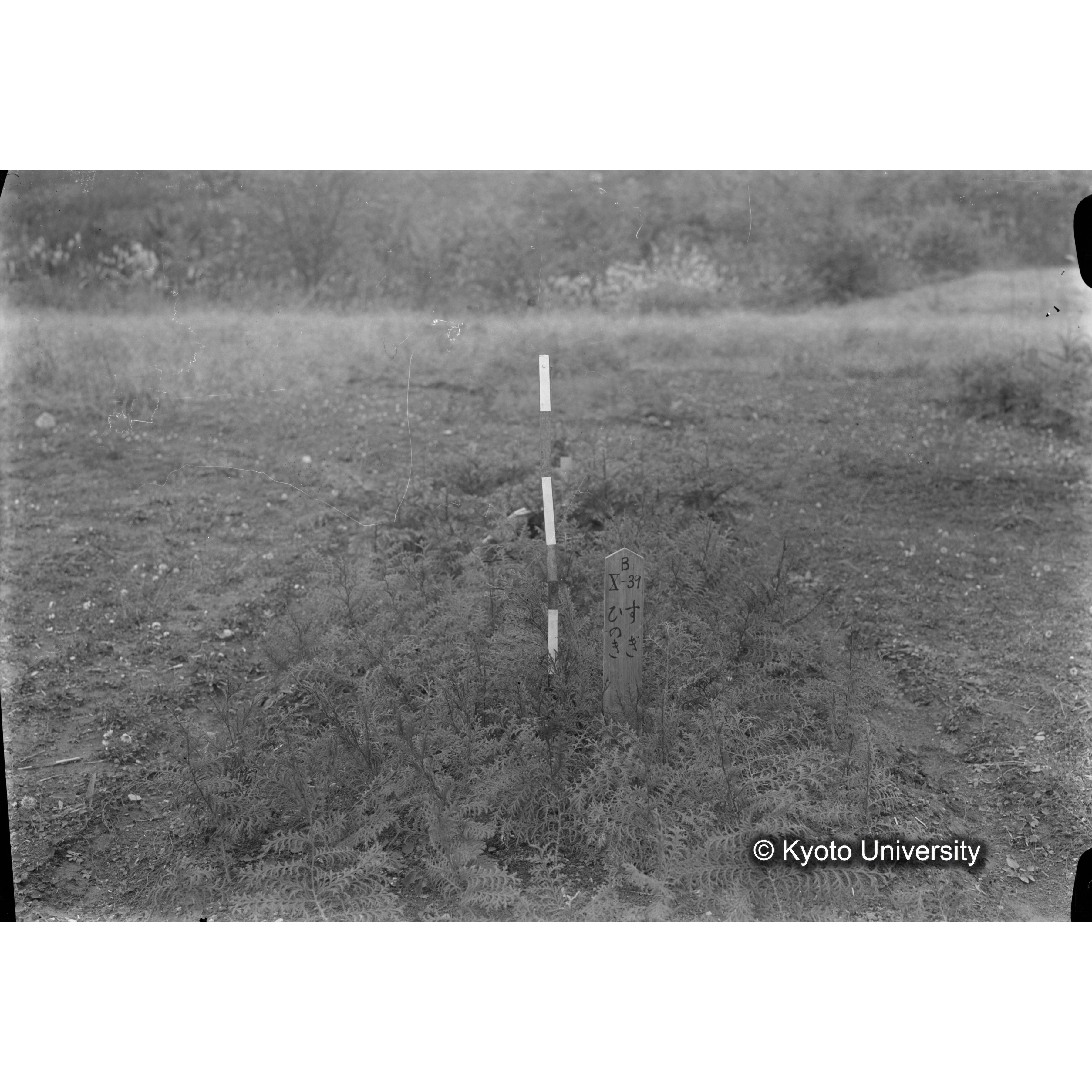 〔苗畑 標識「B X-31 すぎ ひのき」〕 (1)