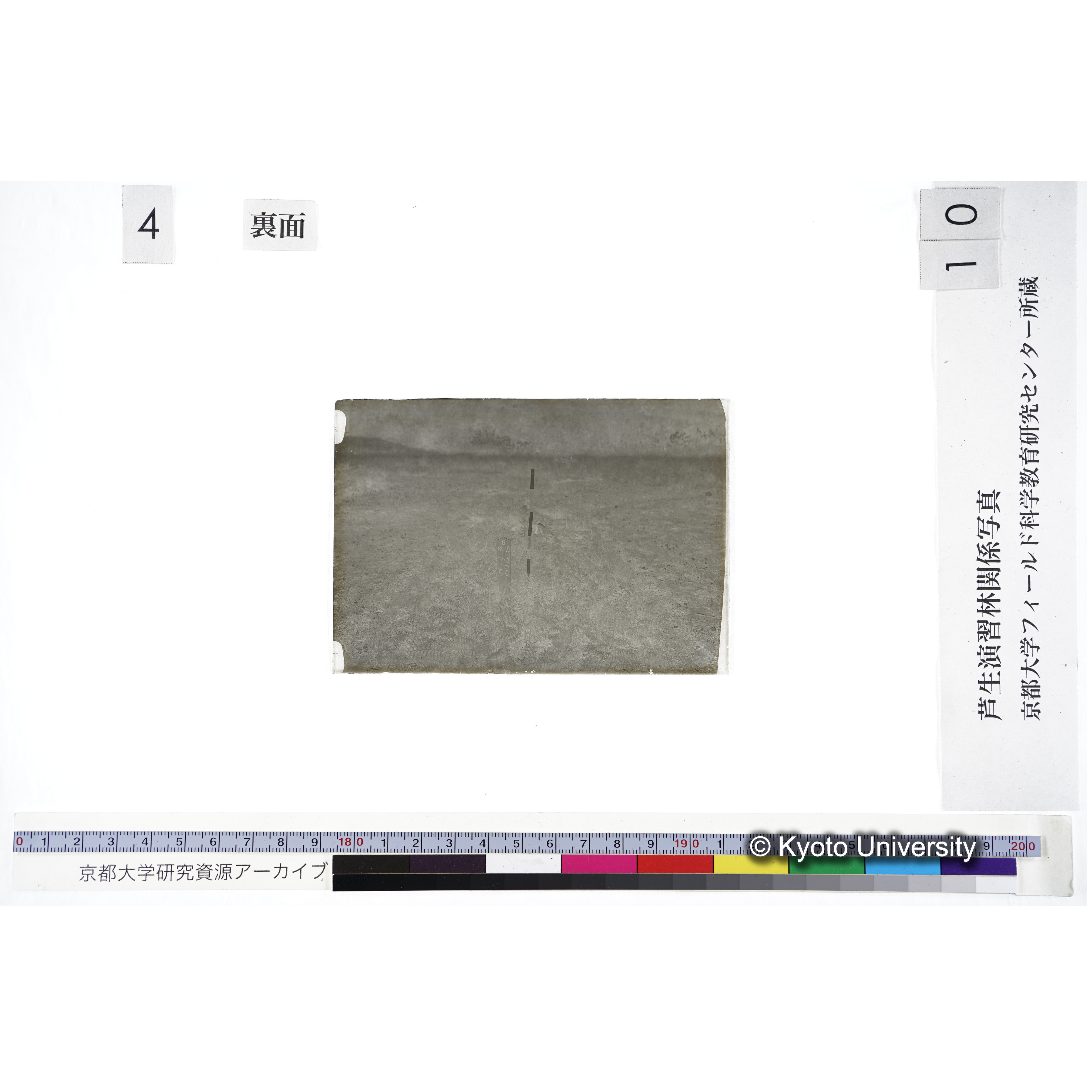 〔苗畑 標識「B X-31 すぎ ひのき」〕 (2)