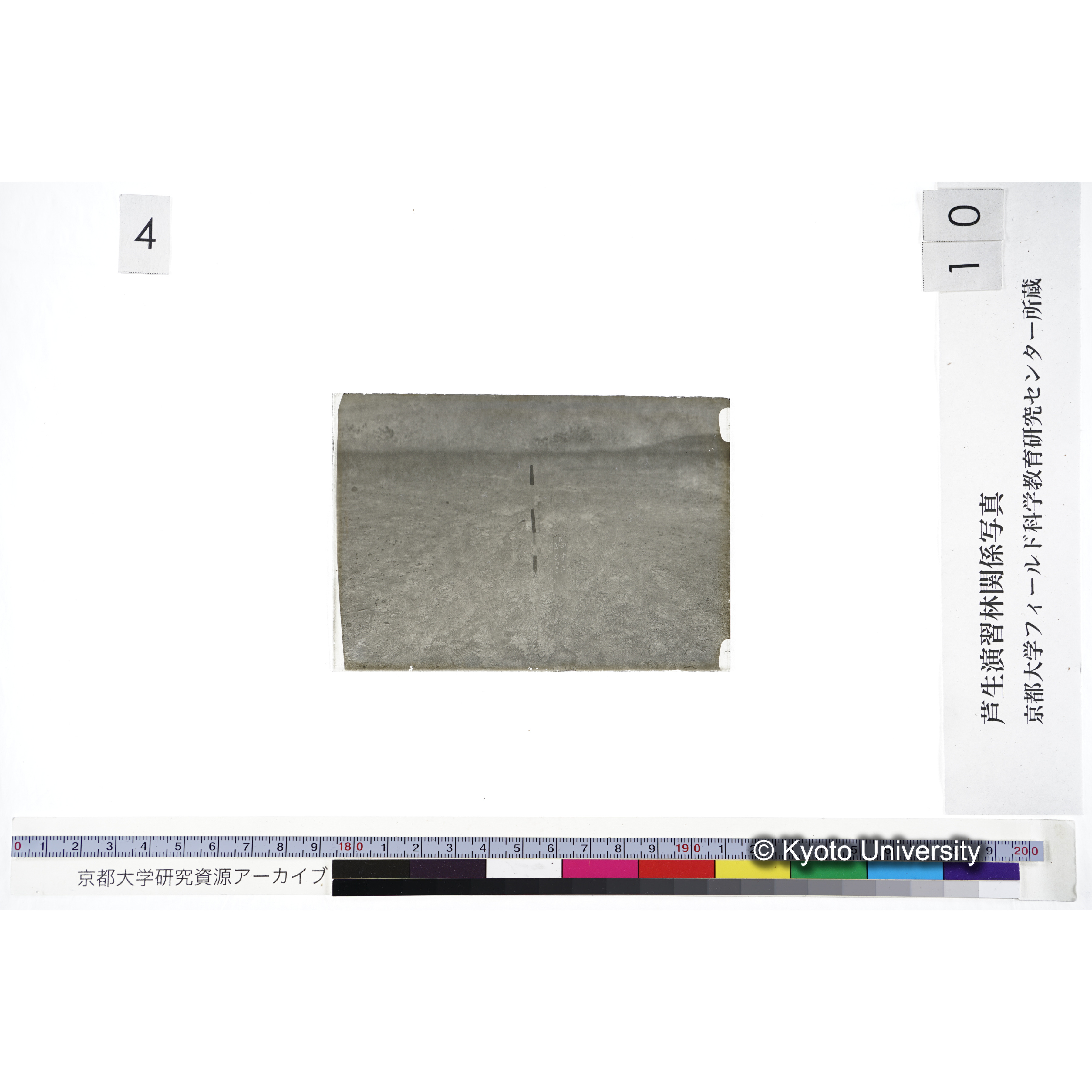 〔苗畑 標識「B X-31 すぎ ひのき」〕 (3)