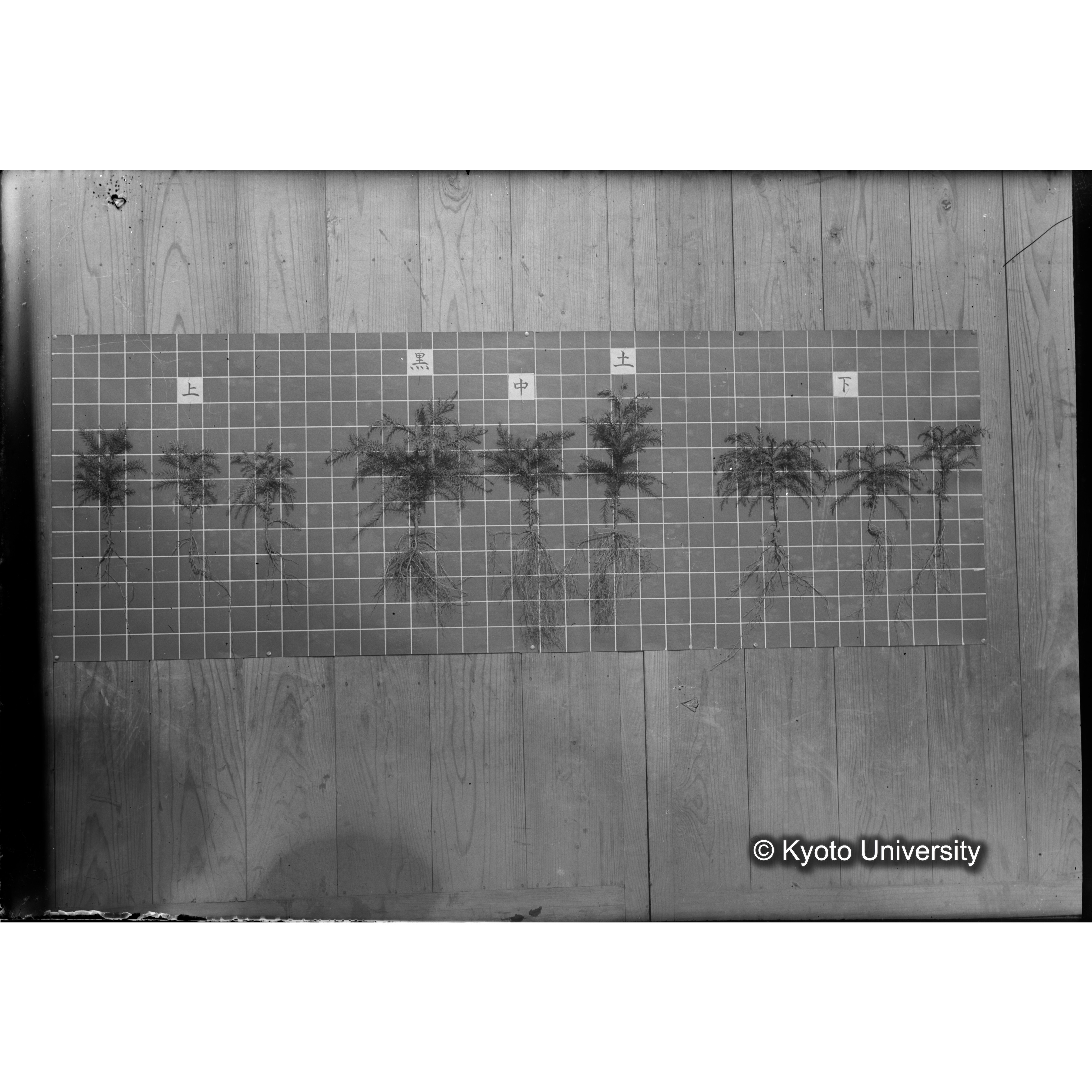 〔発芽と根 9本の比較 赤土 の上 中 下 〕 (1)