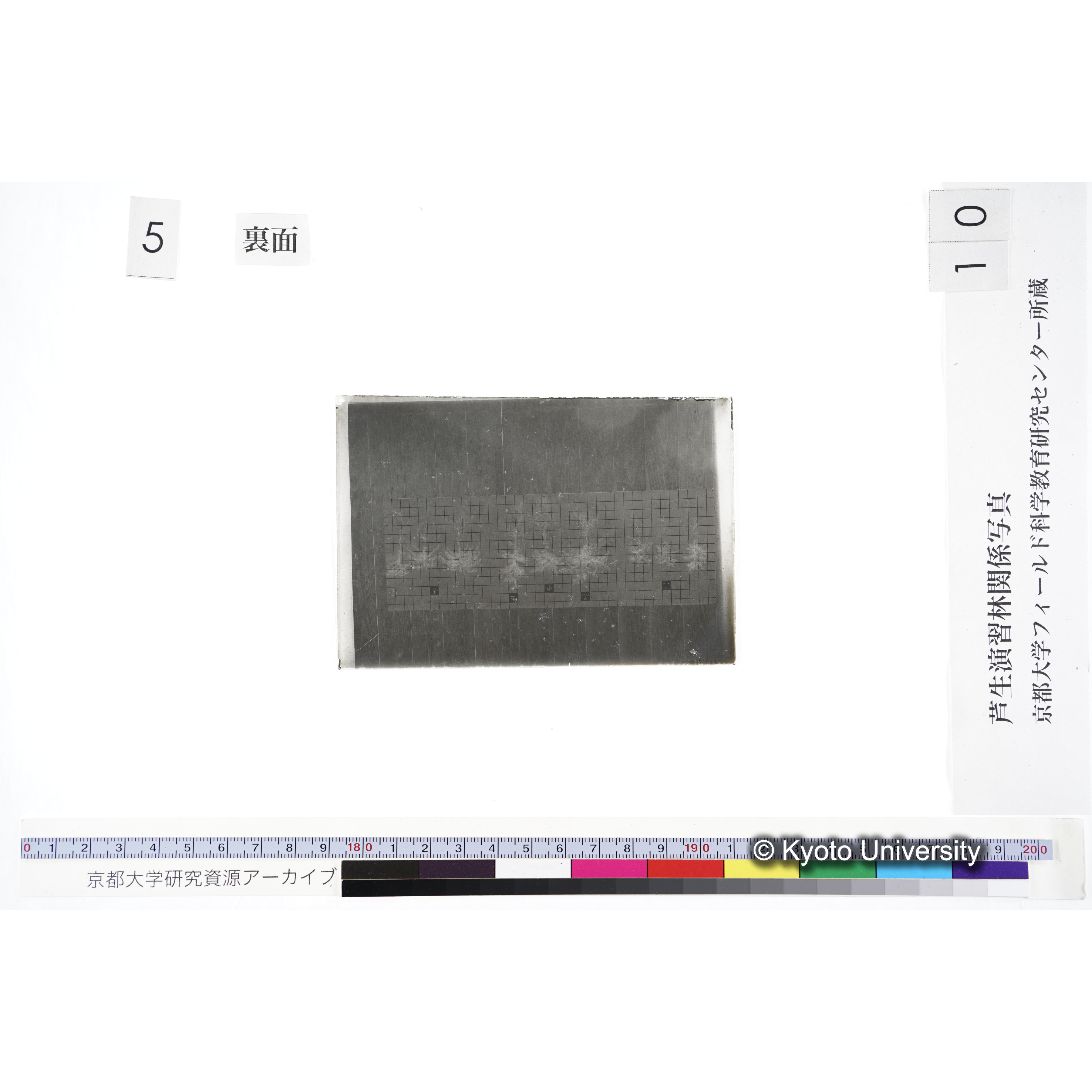 〔発芽と根 9本の比較 赤土 の上 中 下 〕 (2)