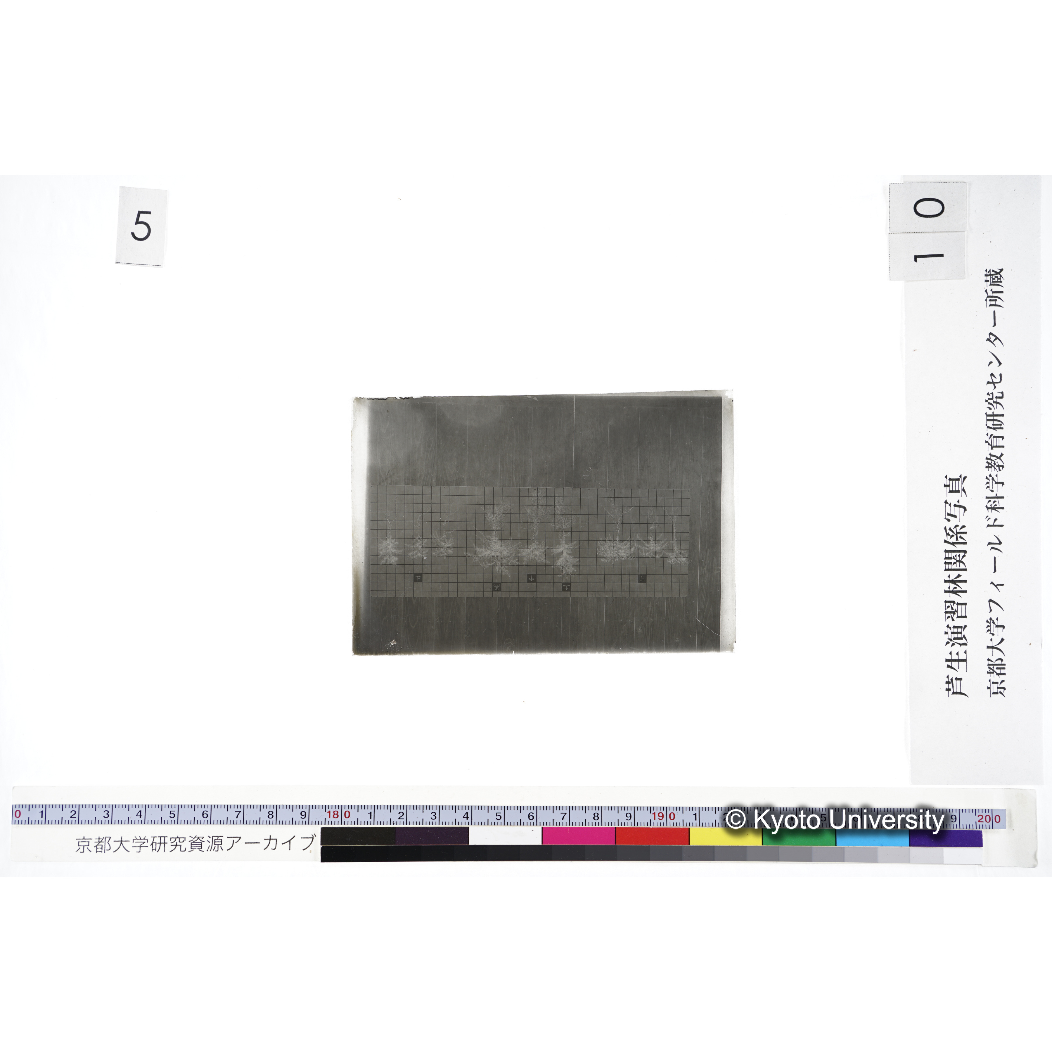 〔発芽と根 9本の比較 赤土 の上 中 下 〕 (3)