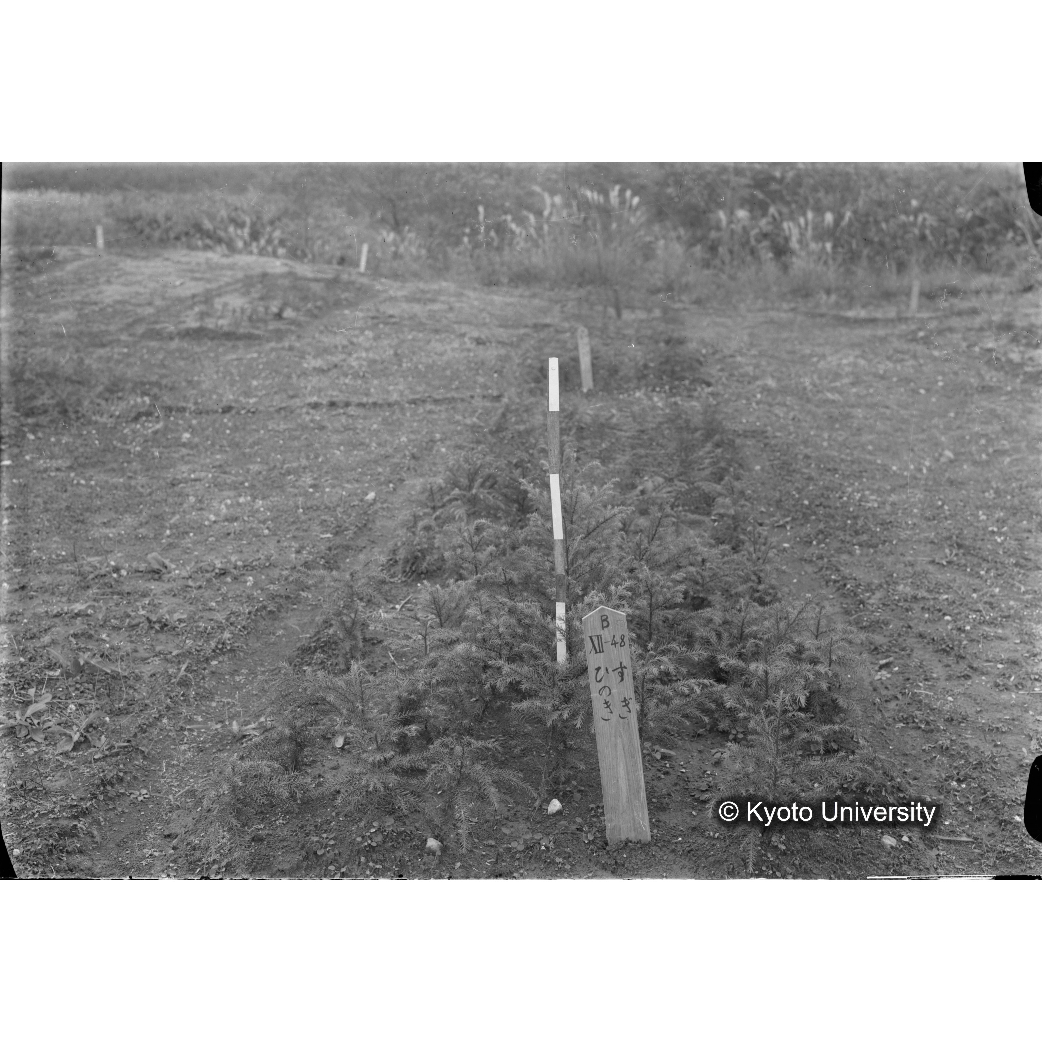 〔苗畑 標識「B XII-48 すぎ ひのき」〕 (1)