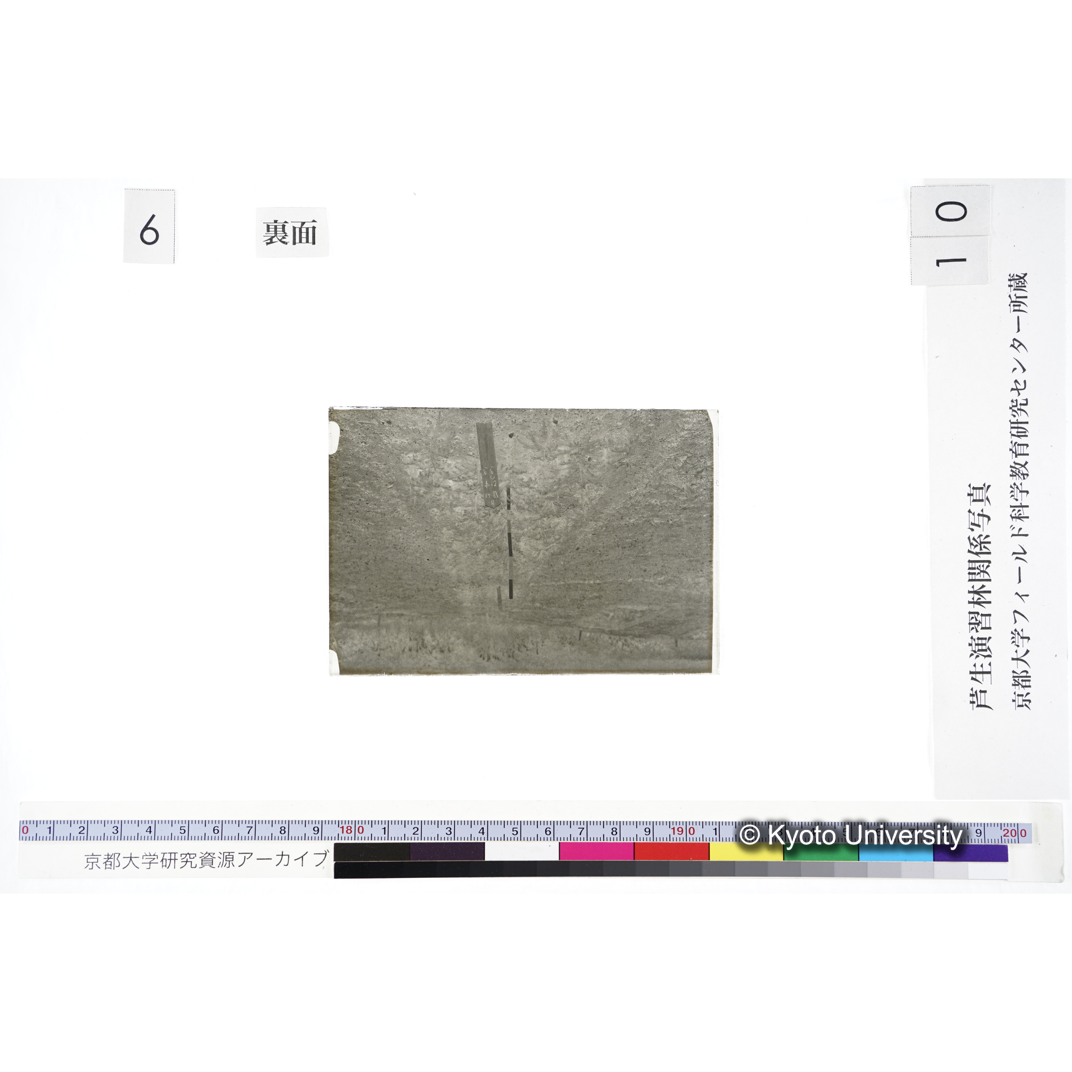 〔苗畑 標識「B XII-48 すぎ ひのき」〕 (2)