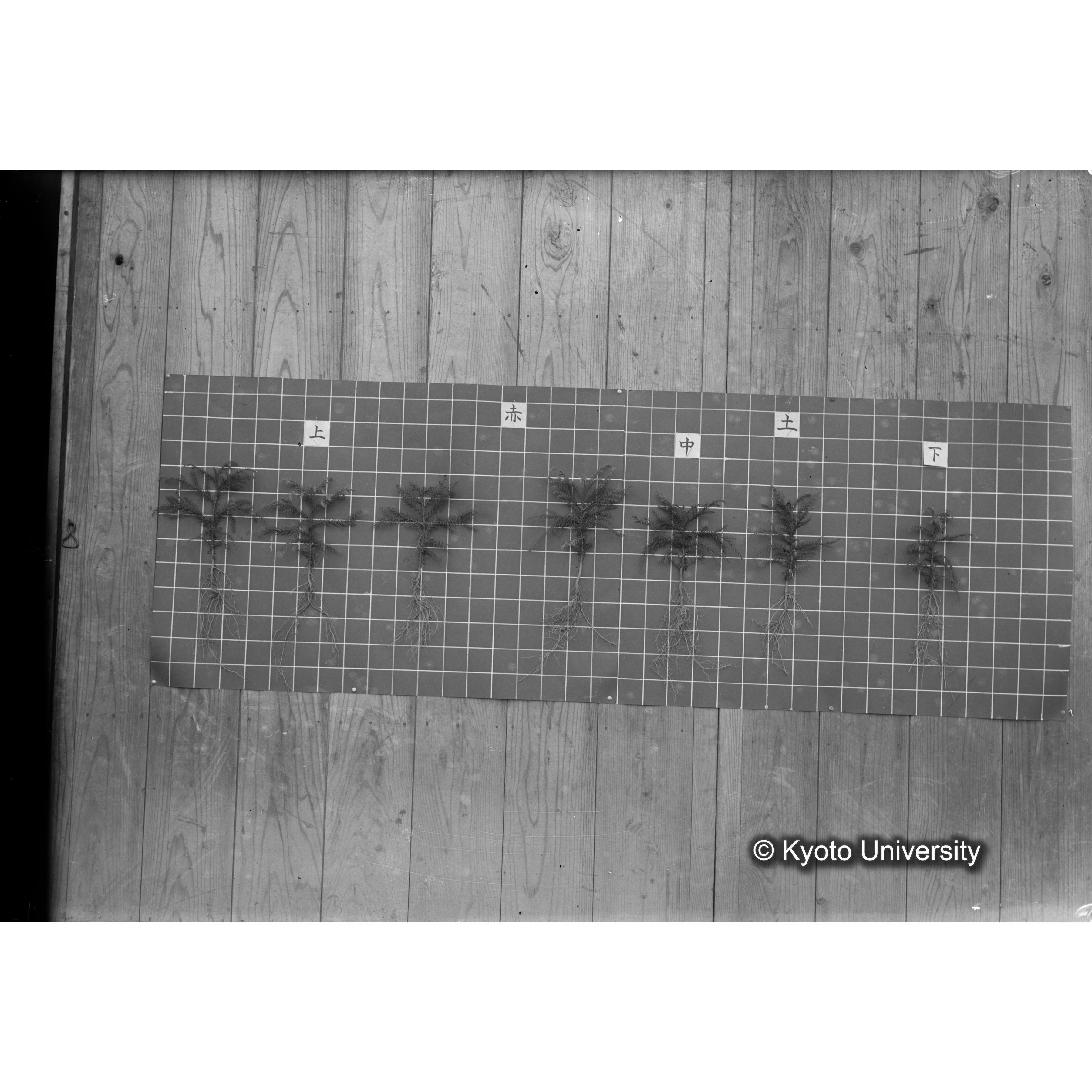 〔発芽と根 7本の比較 赤土 の上 中 下 〕 (1)