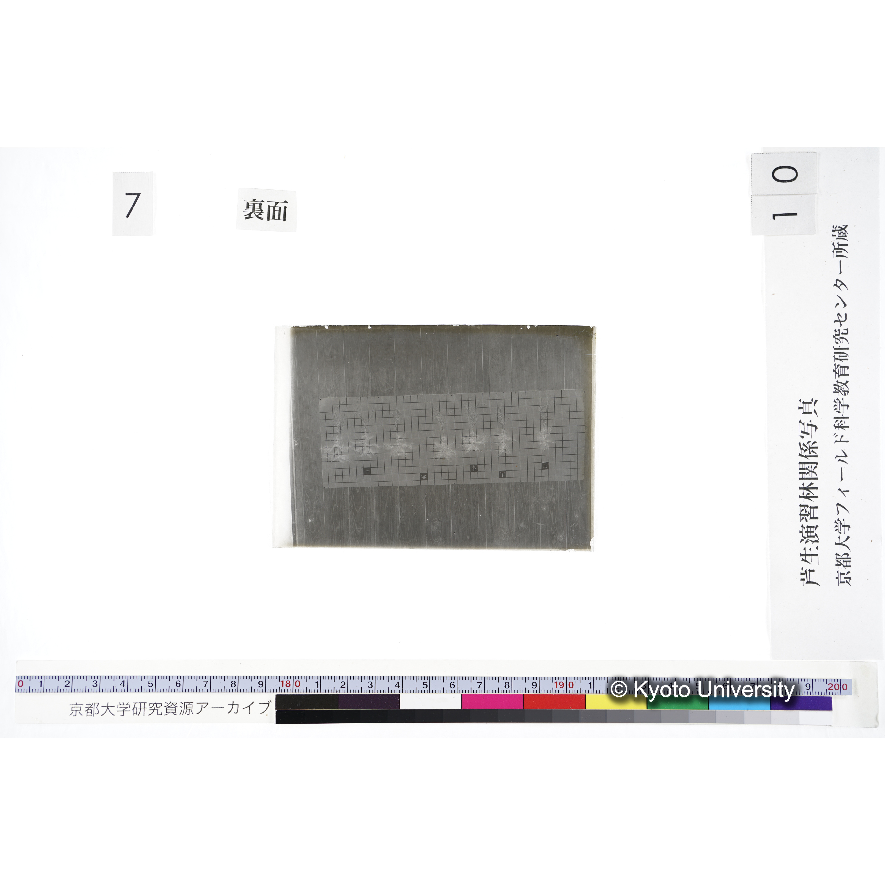 〔発芽と根 7本の比較 赤土 の上 中 下 〕 (2)