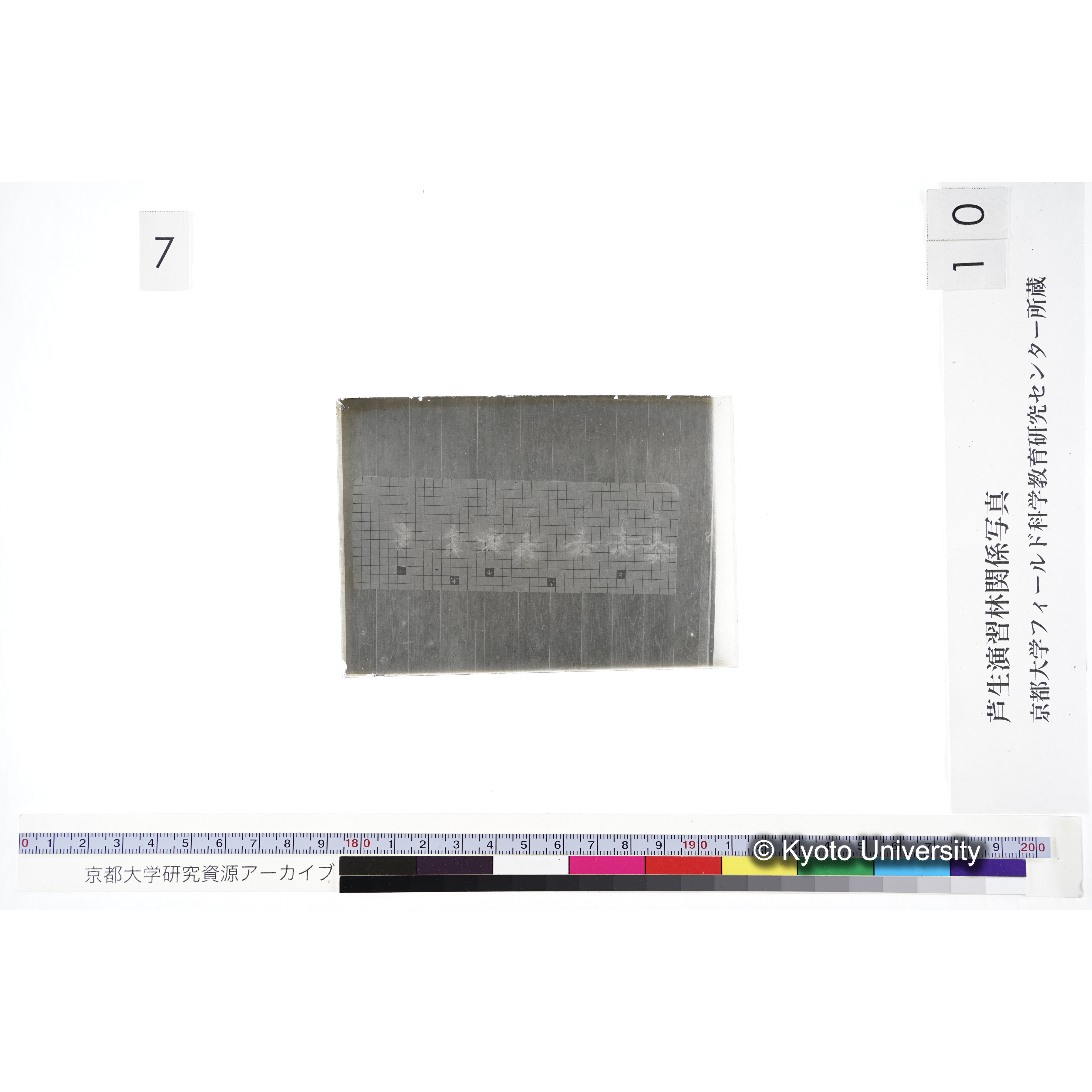 〔発芽と根 7本の比較 赤土 の上 中 下 〕 (3)