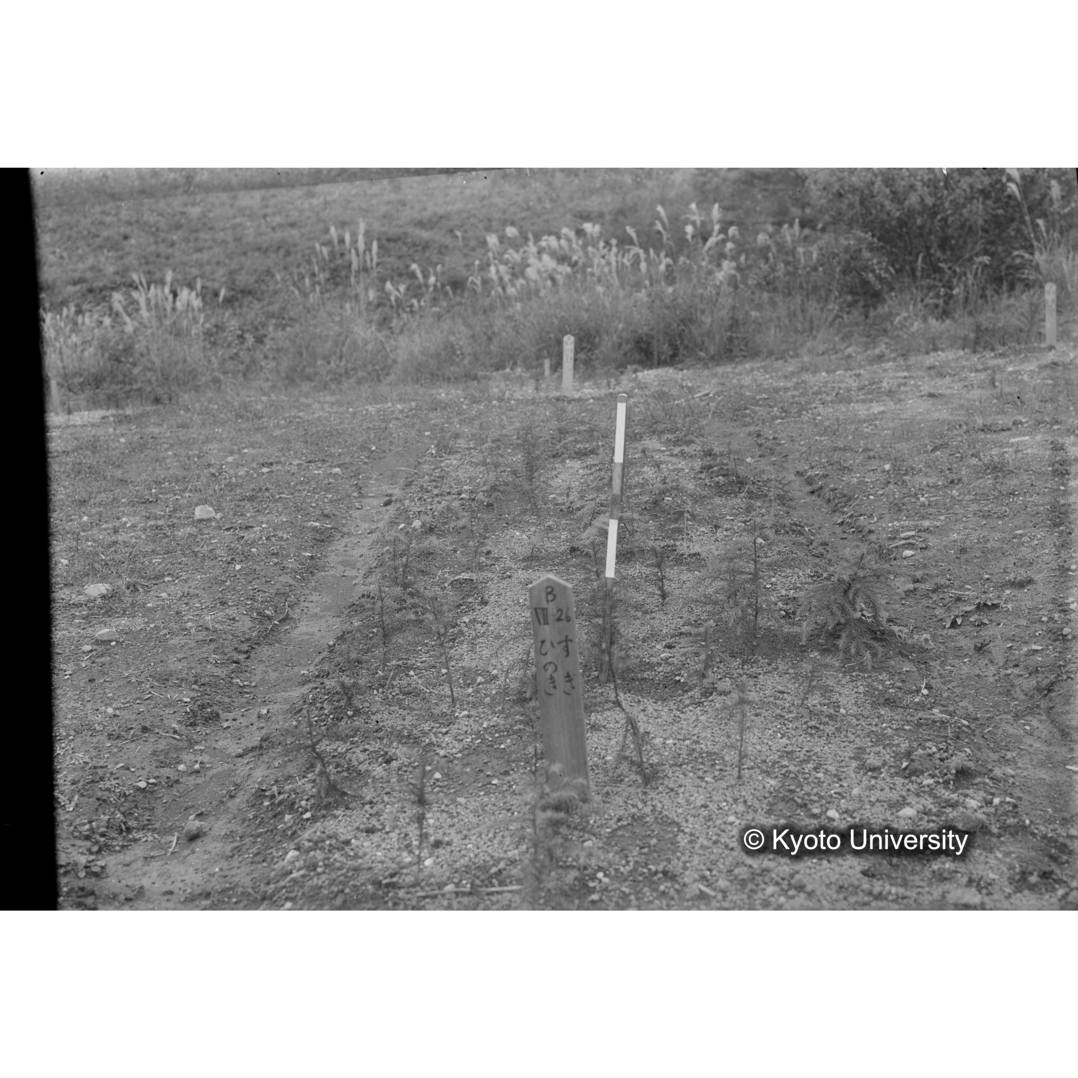 〔苗畑 標識「B XII-26 すぎ ひのき」〕 (1)