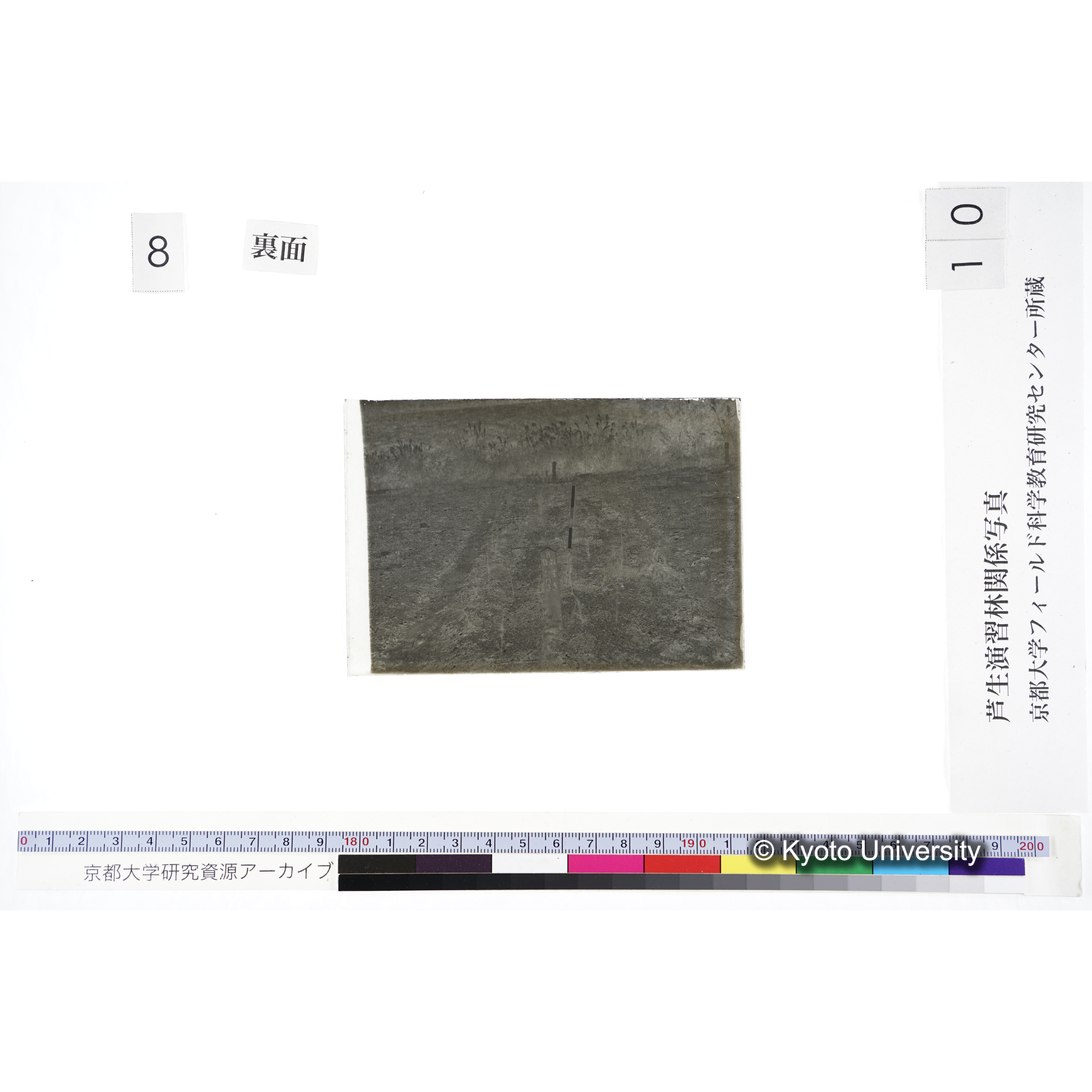 〔苗畑 標識「B XII-26 すぎ ひのき」〕 (2)