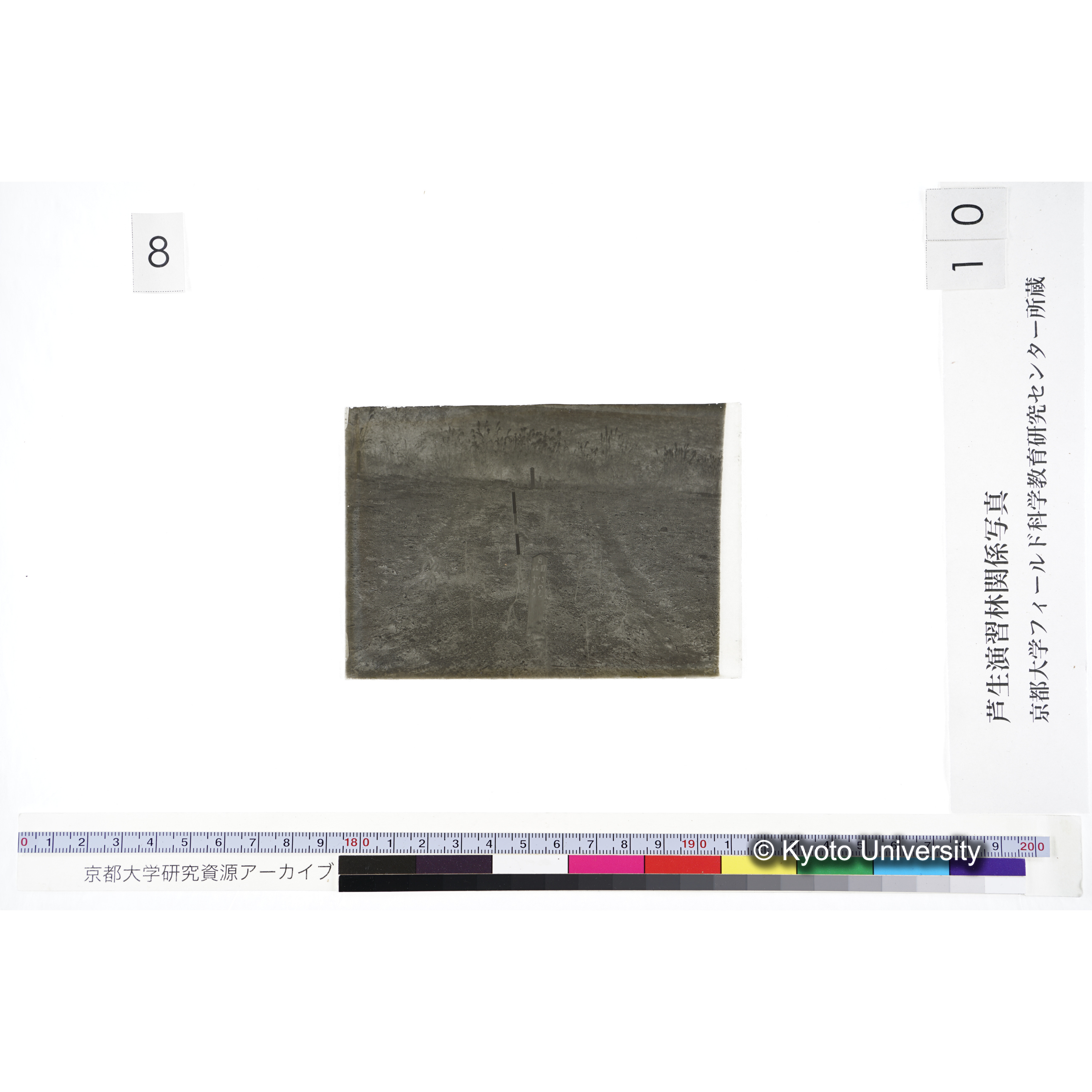 〔苗畑 標識「B XII-26 すぎ ひのき」〕 (3)