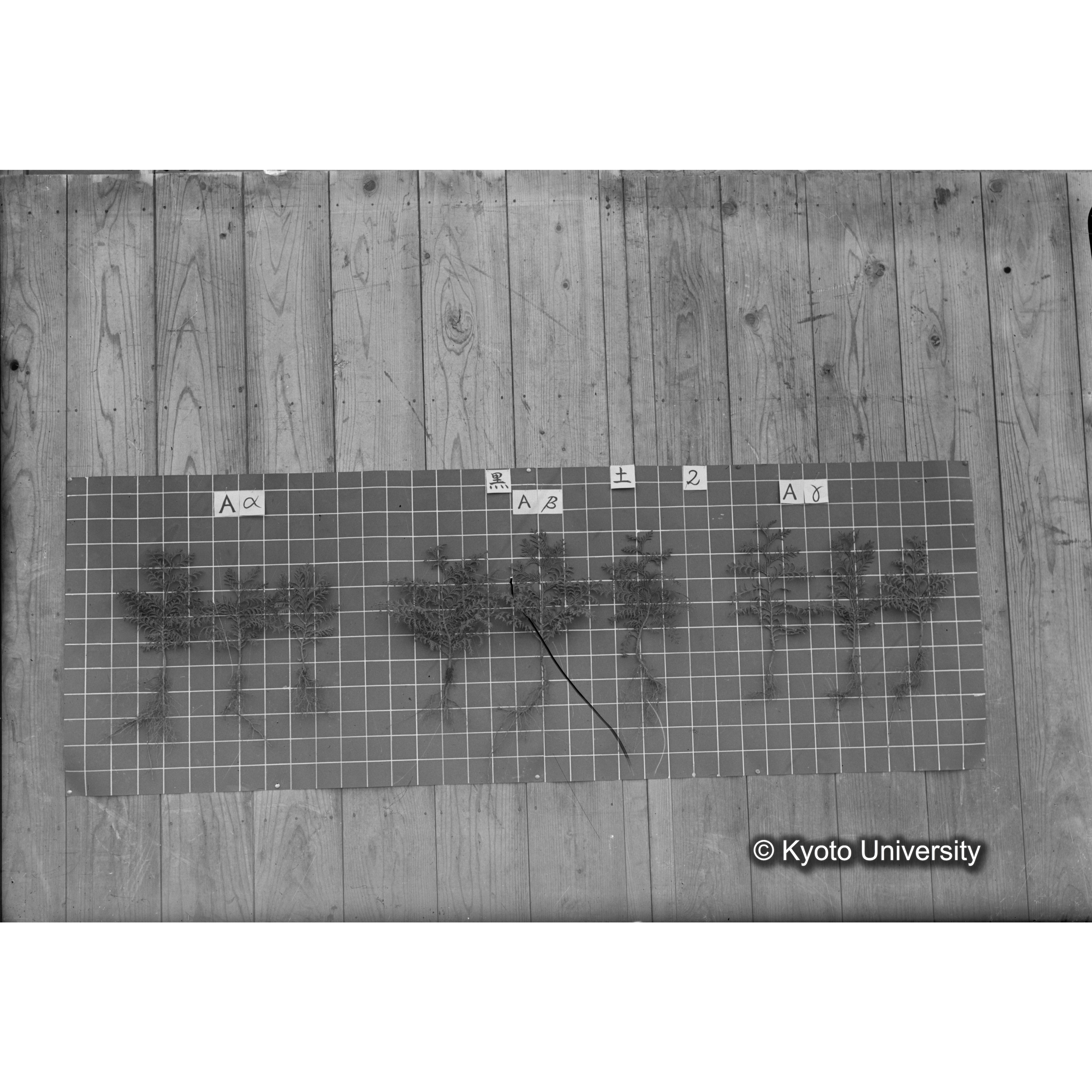 〔発芽と根 9本の比較 黒土2 の Aα Aβ Aγ 〕 (1)