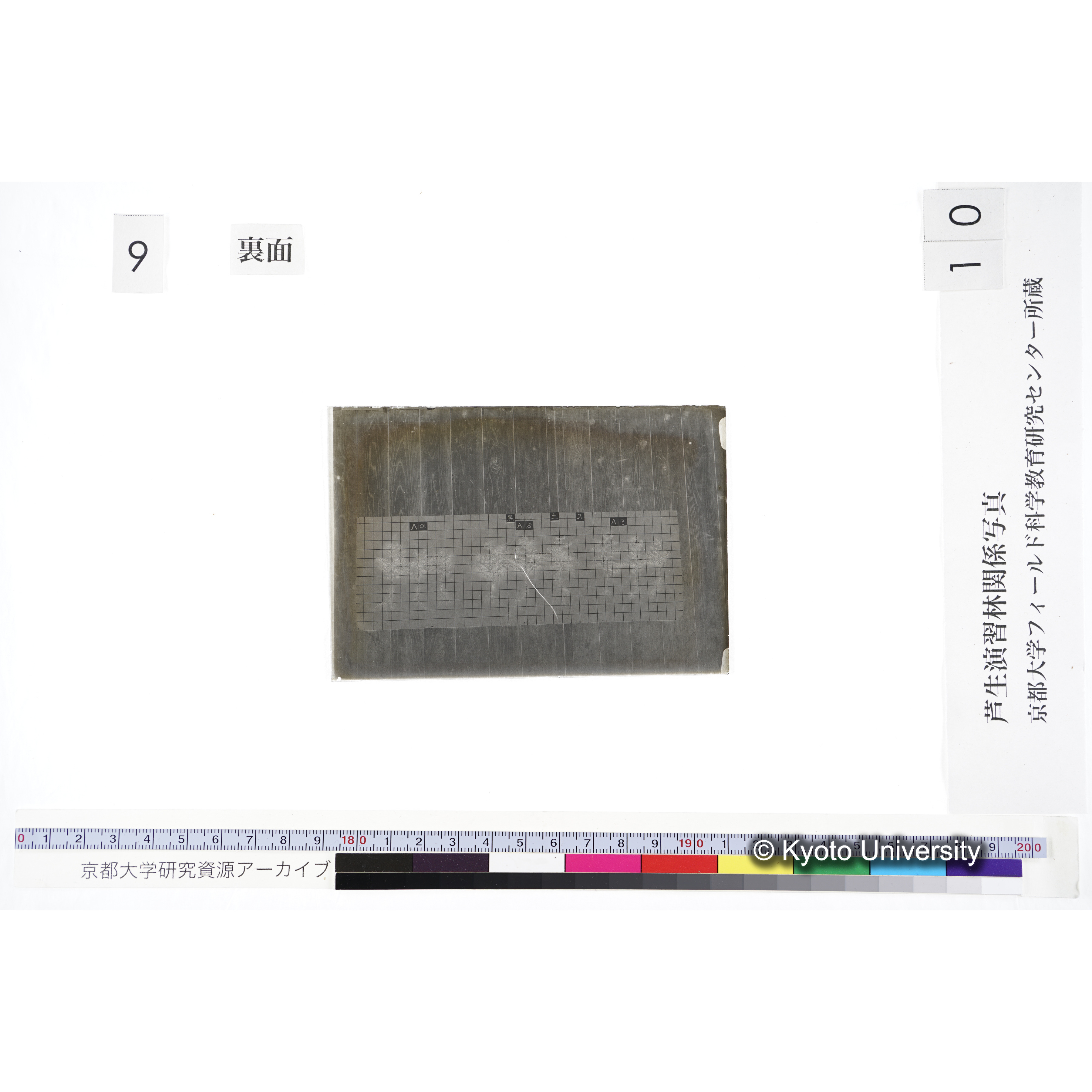 〔発芽と根 9本の比較 黒土2 の Aα Aβ Aγ 〕 (2)