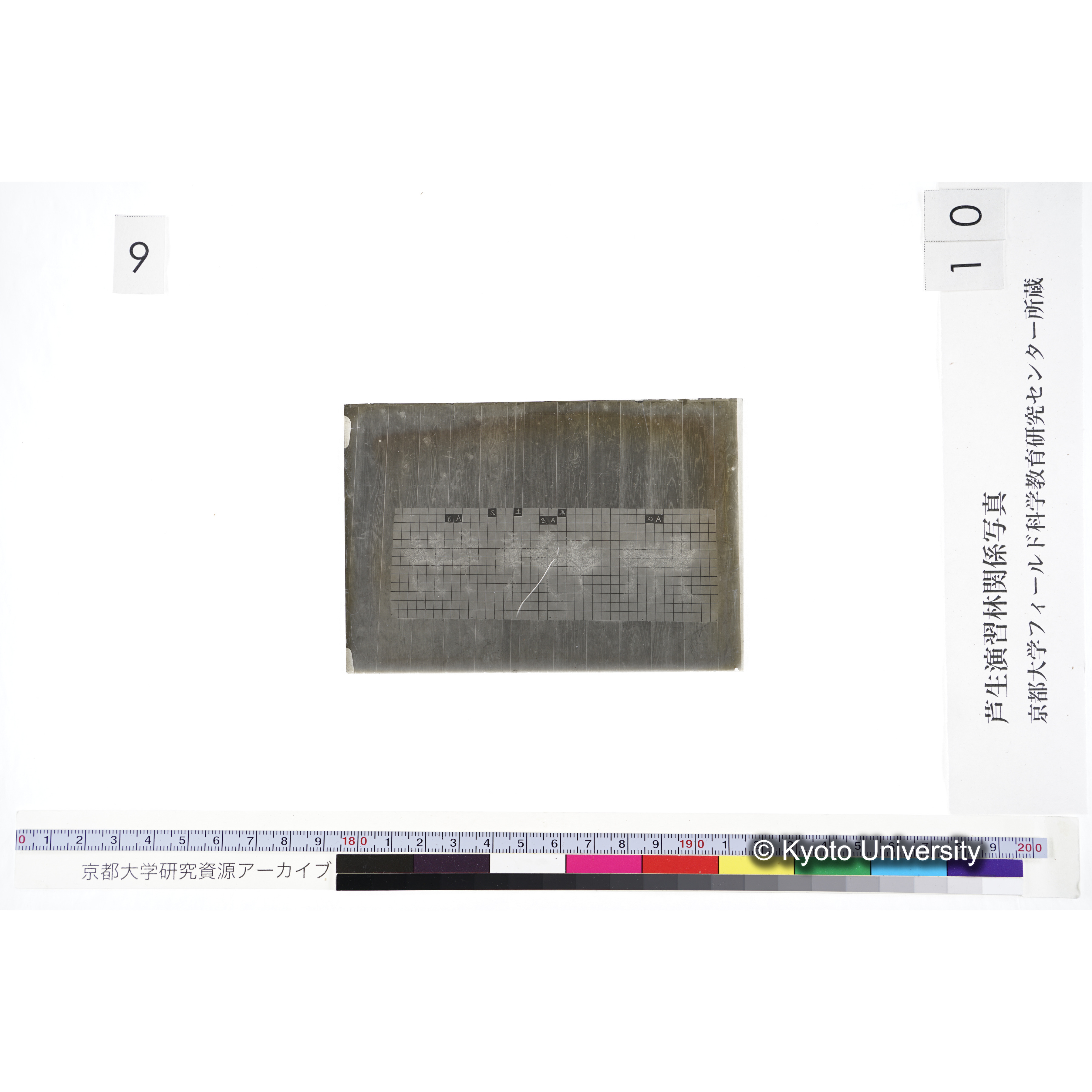 〔発芽と根 9本の比較 黒土2 の Aα Aβ Aγ 〕 (3)