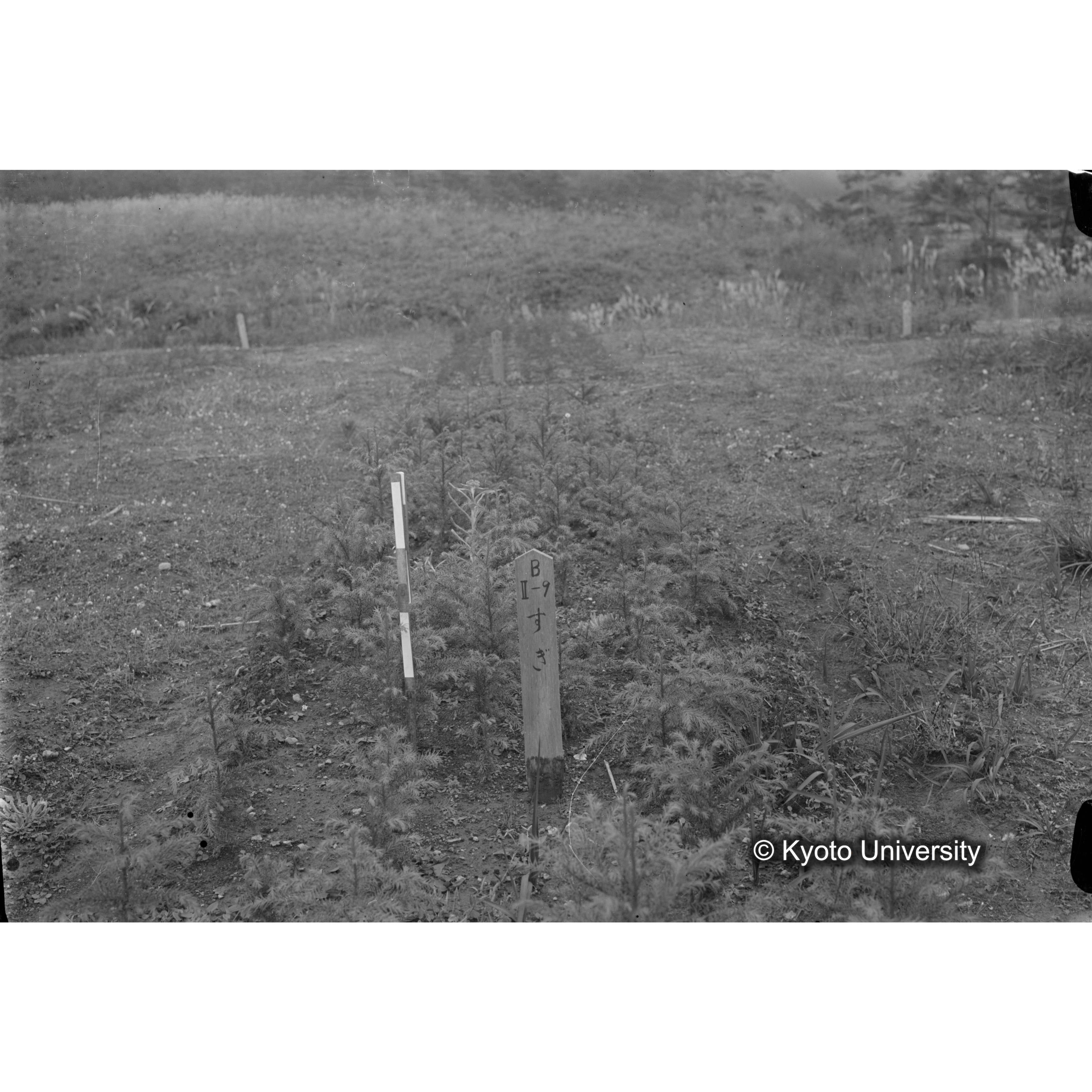 〔苗畑 標識「B II-9 すぎ」〕 (1)