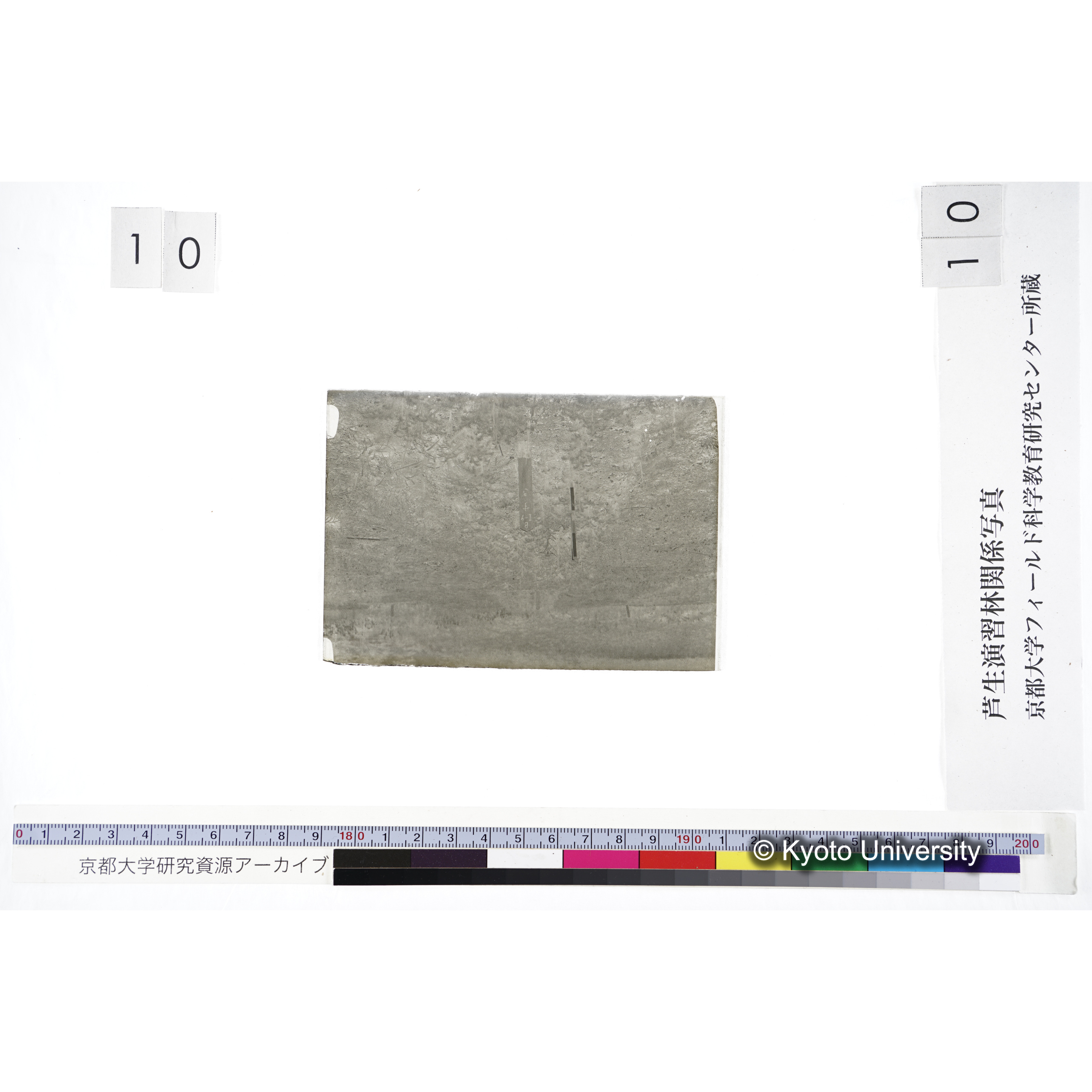 〔苗畑 標識「B II-9 すぎ」〕 (2)