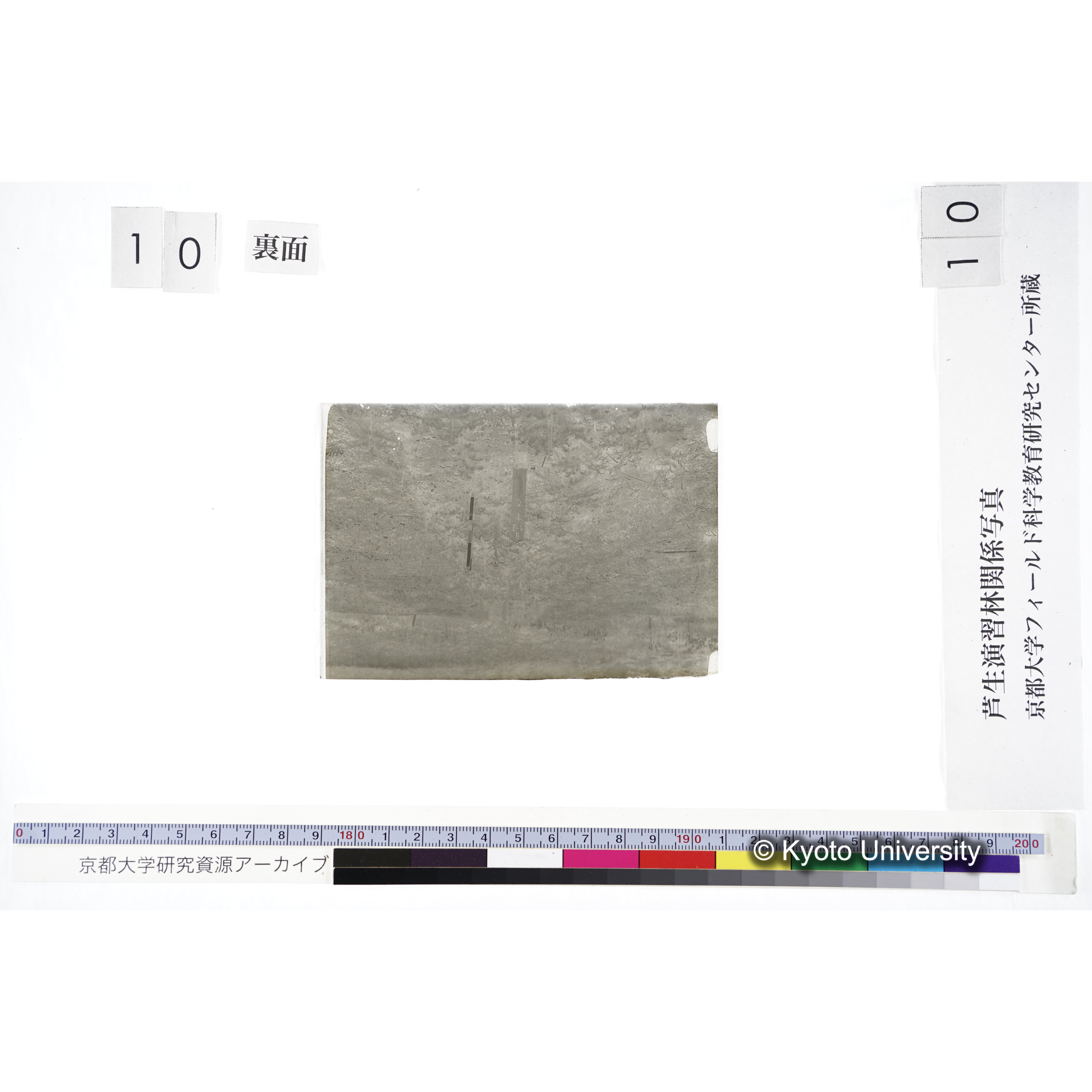 〔苗畑 標識「B II-9 すぎ」〕 (3)