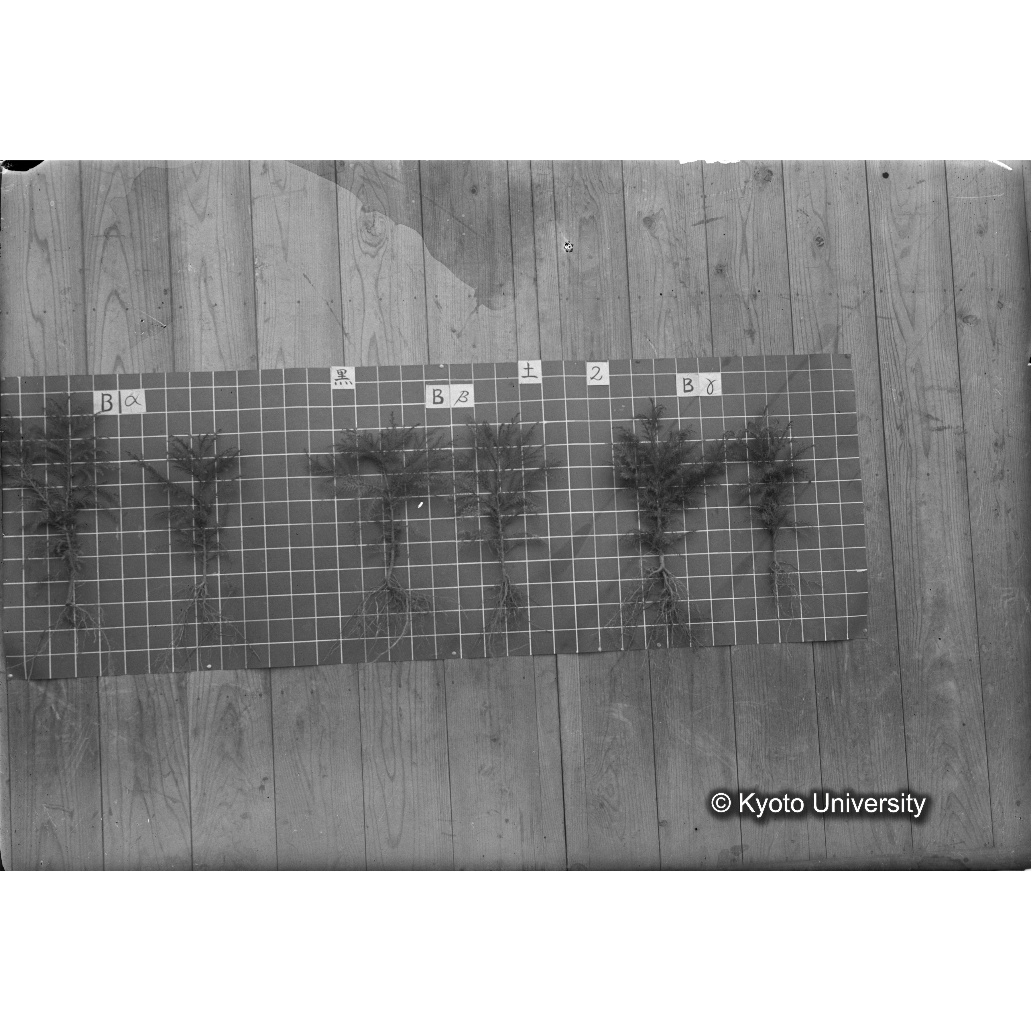 〔発芽と根 6本の比較 黒土2 の Bα Bβ Bγ 〕 (1)