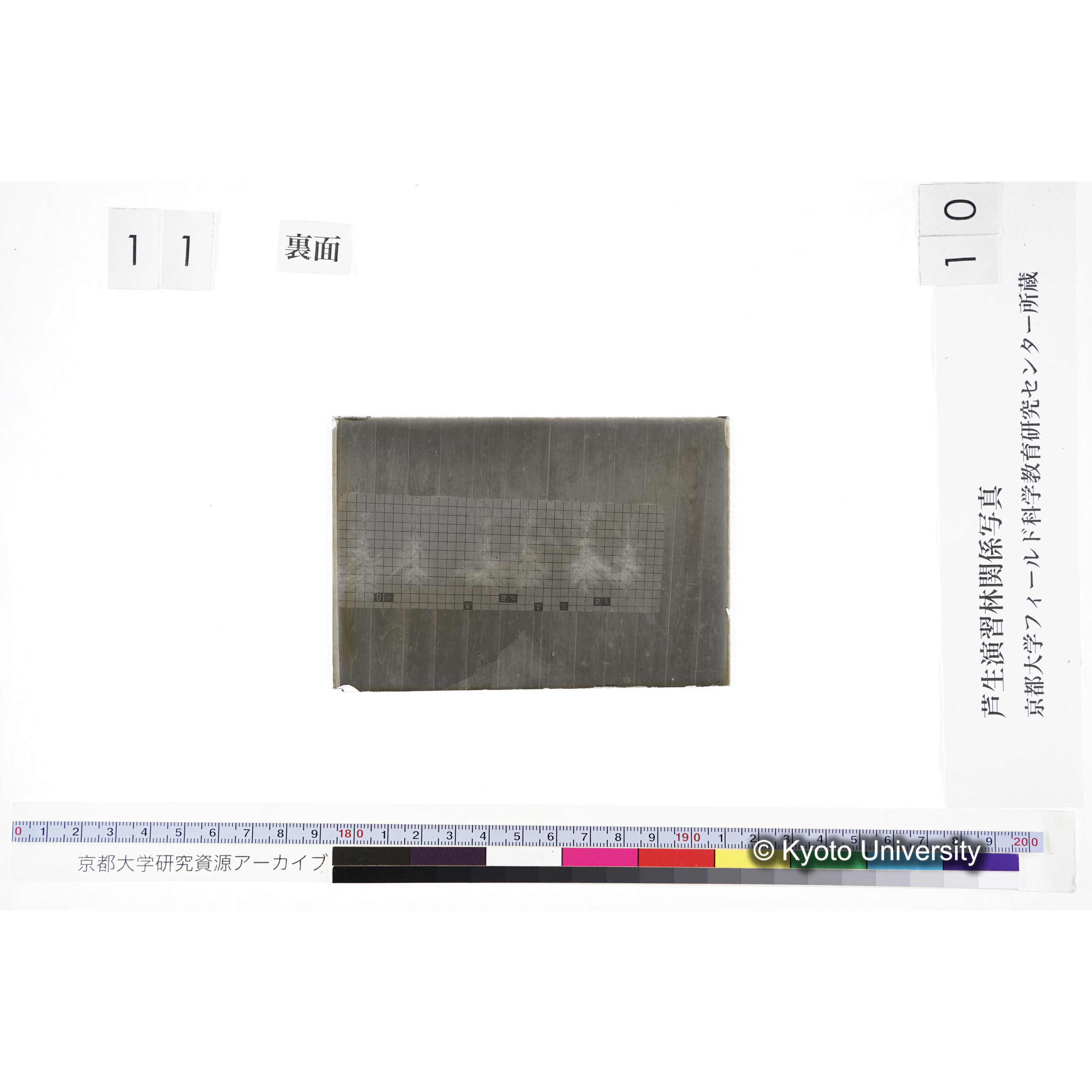 〔発芽と根 6本の比較 黒土2 の Bα Bβ Bγ 〕 (2)