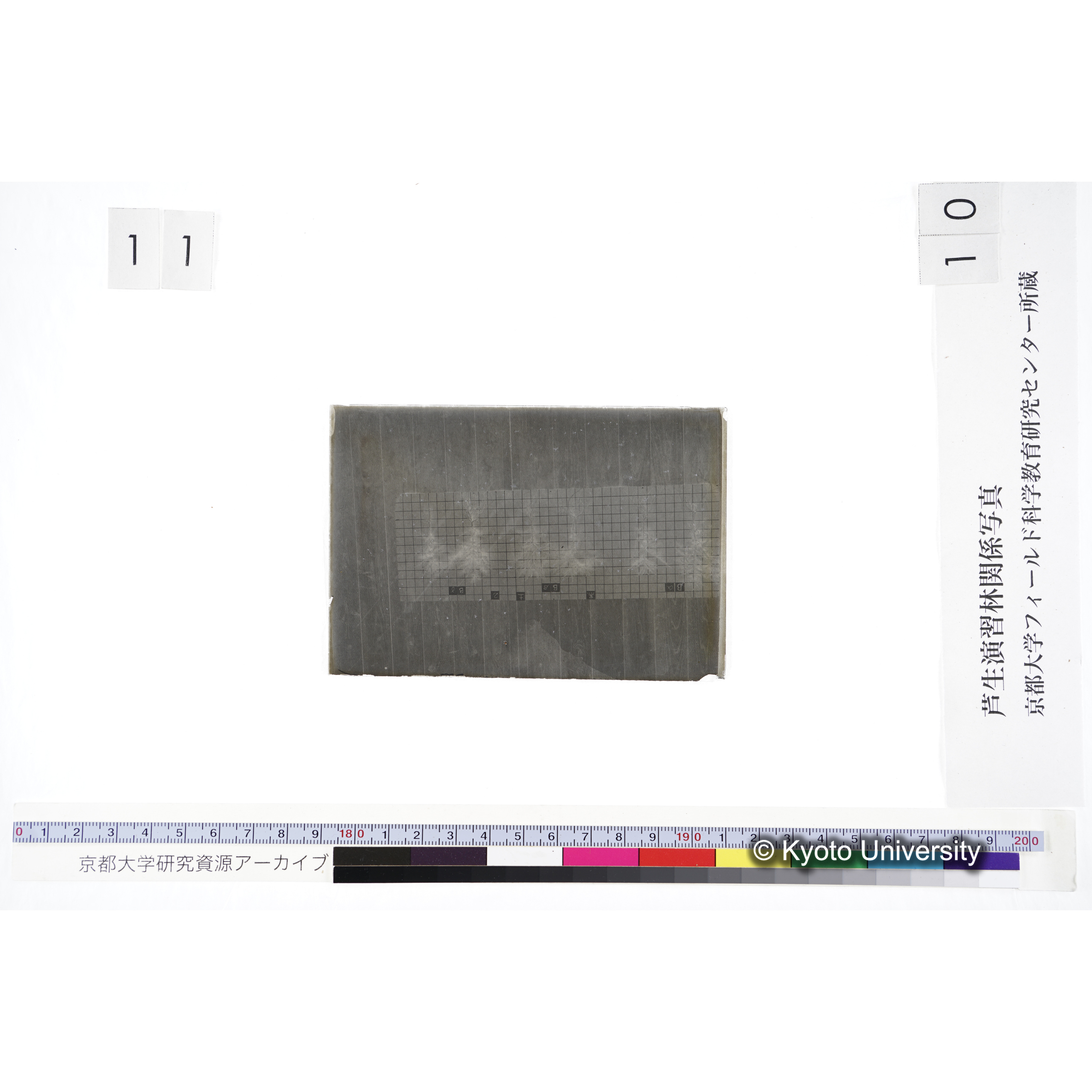 〔発芽と根 6本の比較 黒土2 の Bα Bβ Bγ 〕 (3)