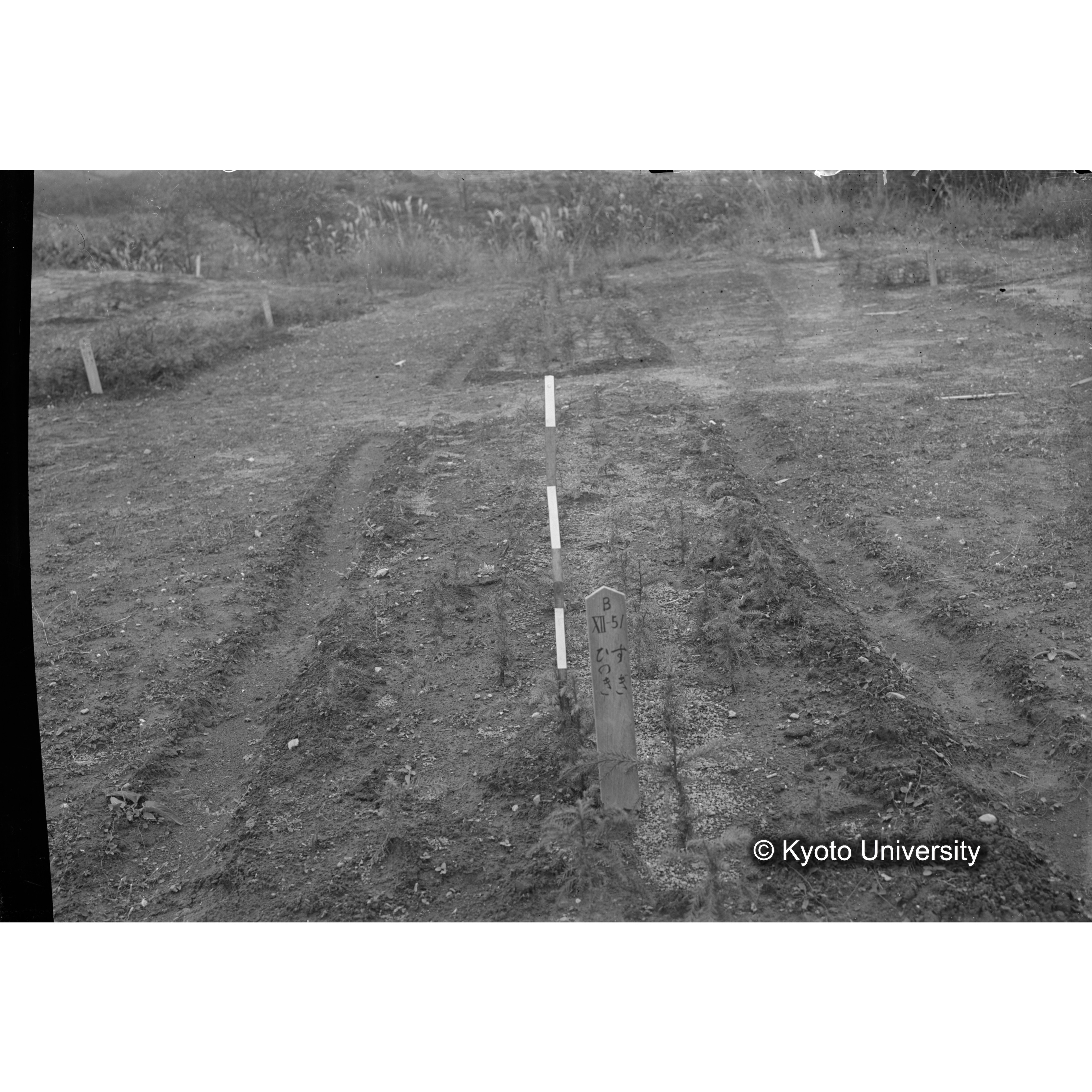 〔苗畑 標識「B XII-51 すぎ ひのき」〕 (1)