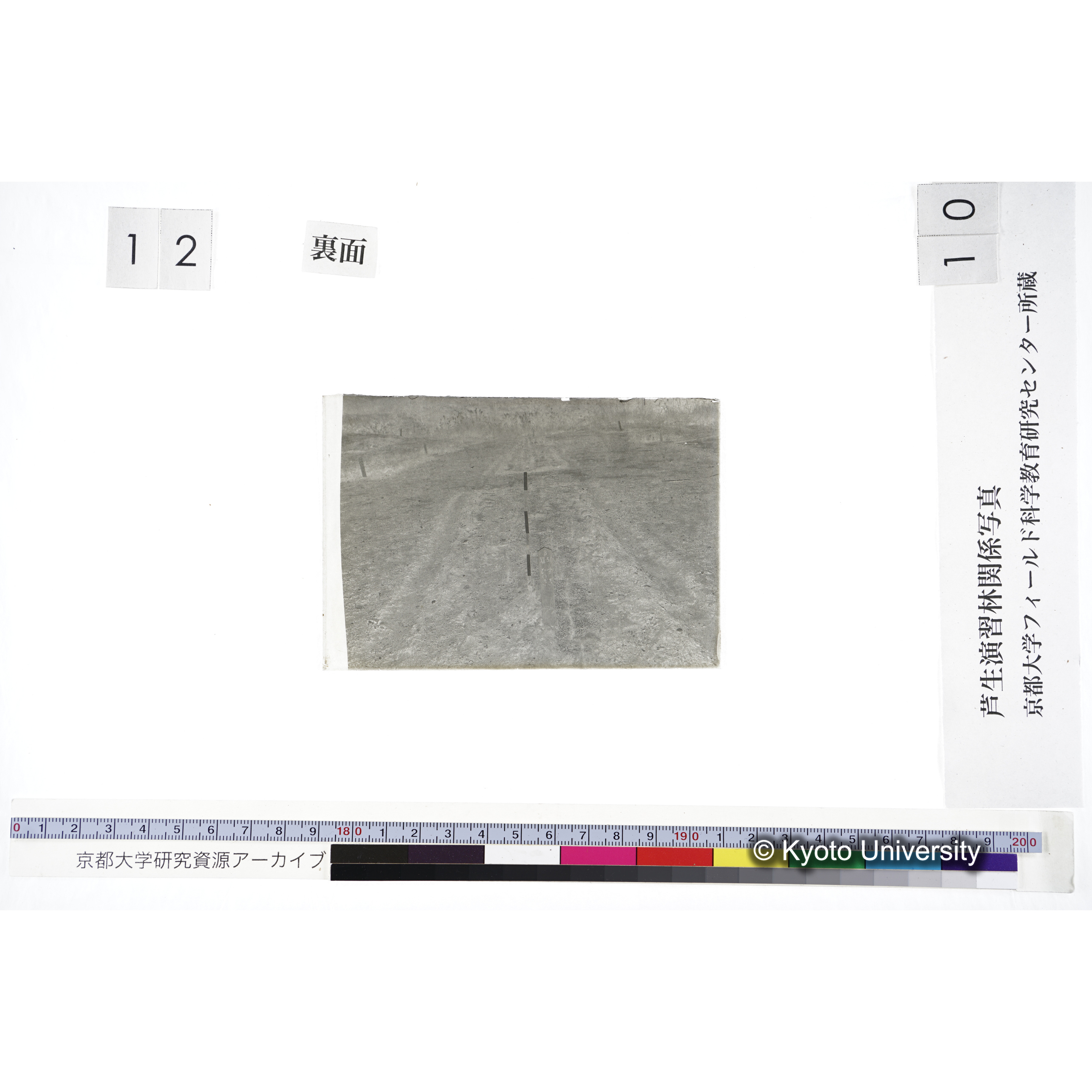 〔苗畑 標識「B XII-51 すぎ ひのき」〕 (2)