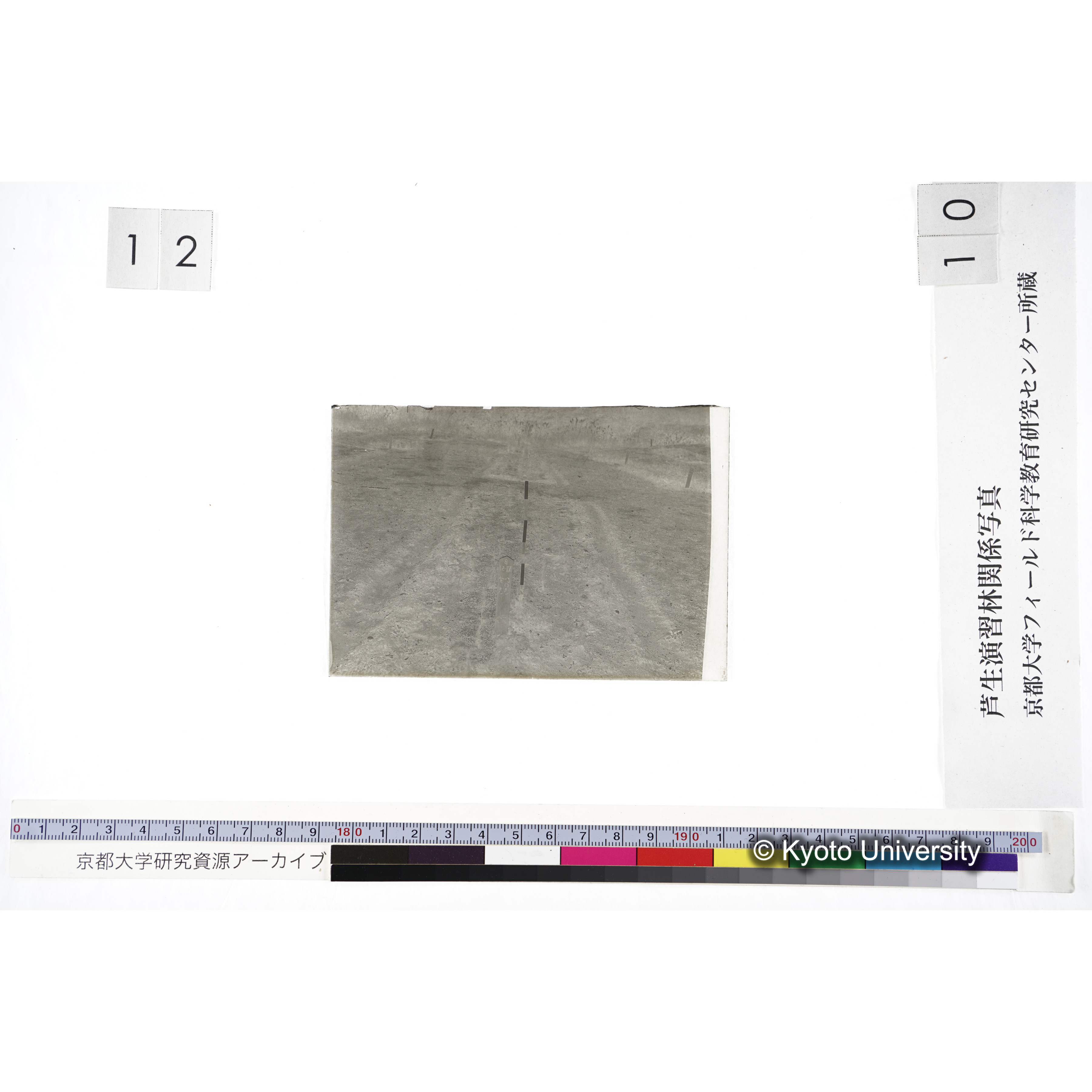 〔苗畑 標識「B XII-51 すぎ ひのき」〕 (3)