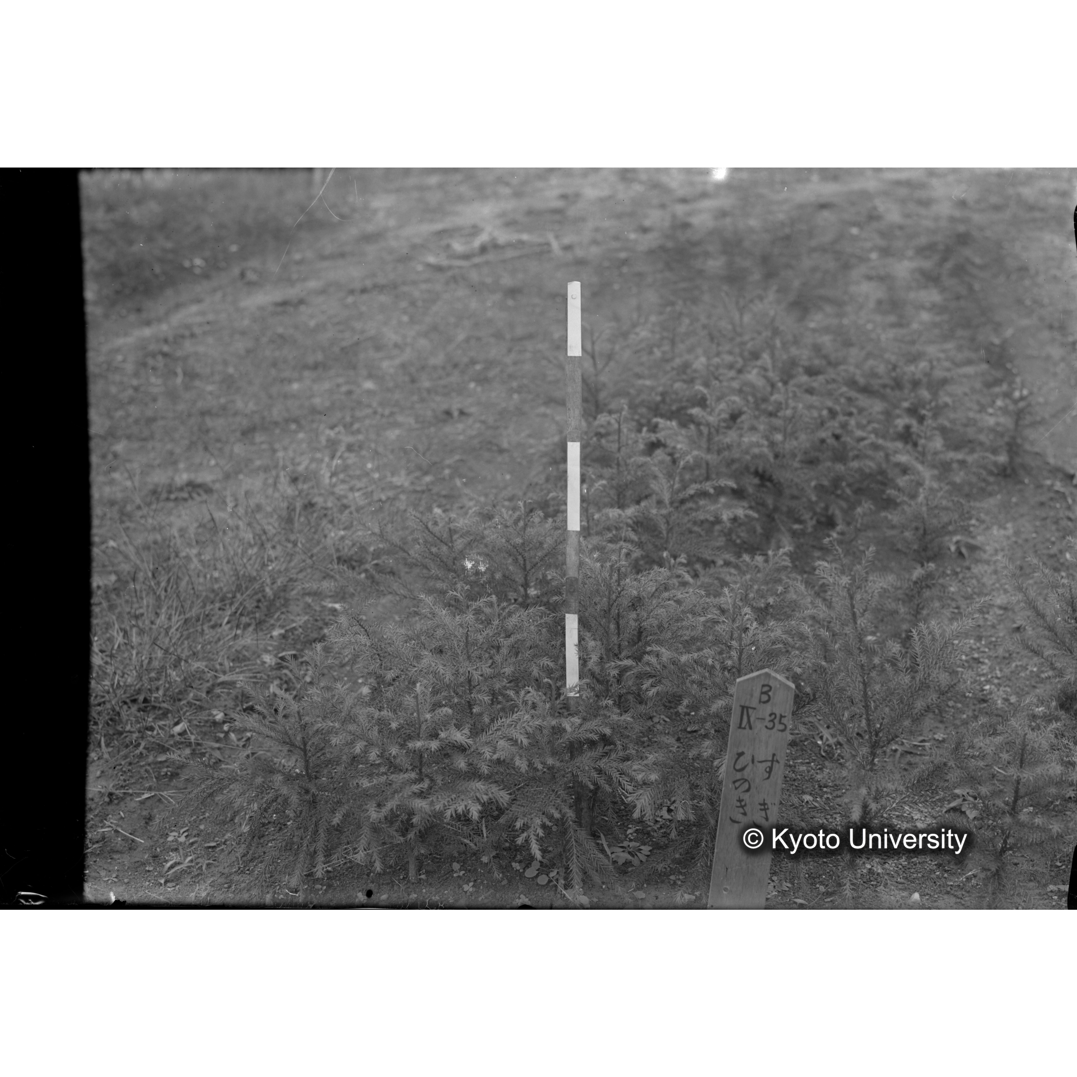 〔苗畑 標識「B IX-35 すぎ ひのき」〕 (1)