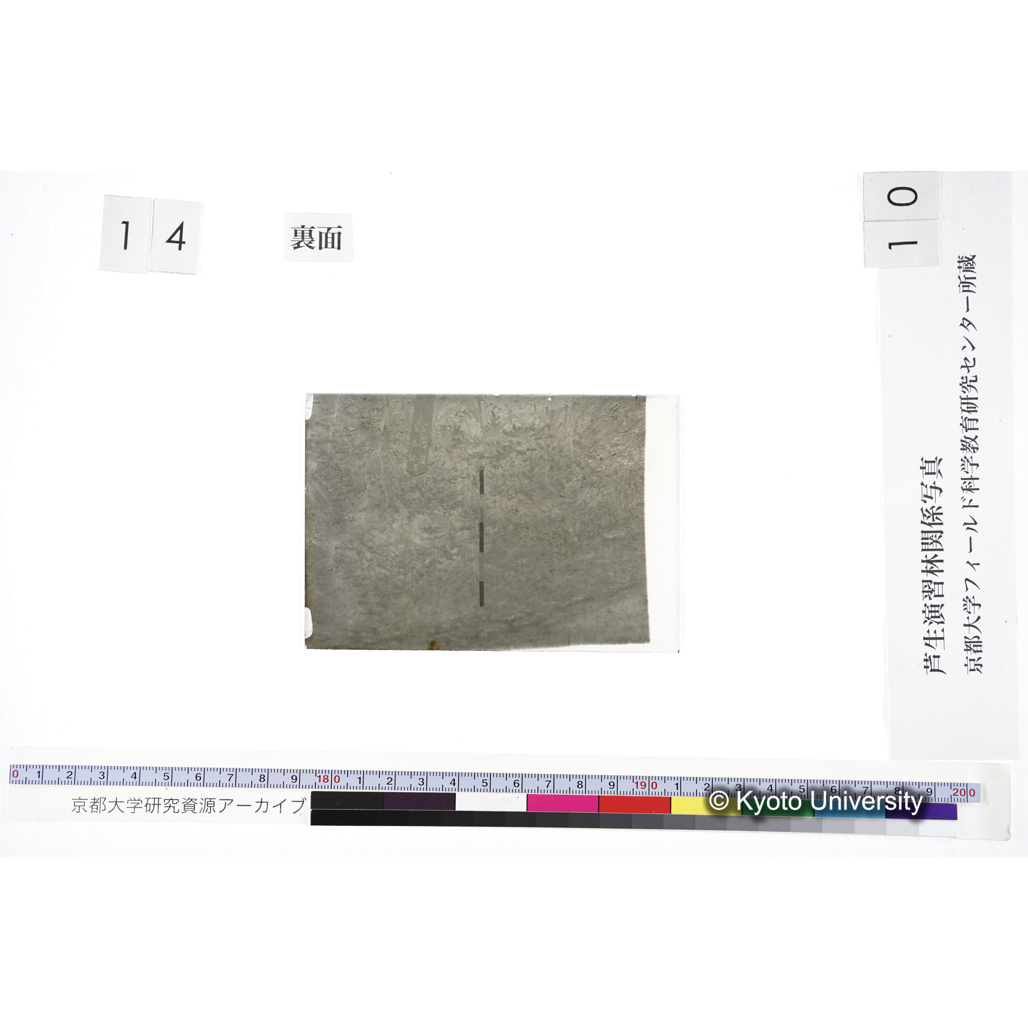 〔苗畑 標識「B IX-35 すぎ ひのき」〕 (2)