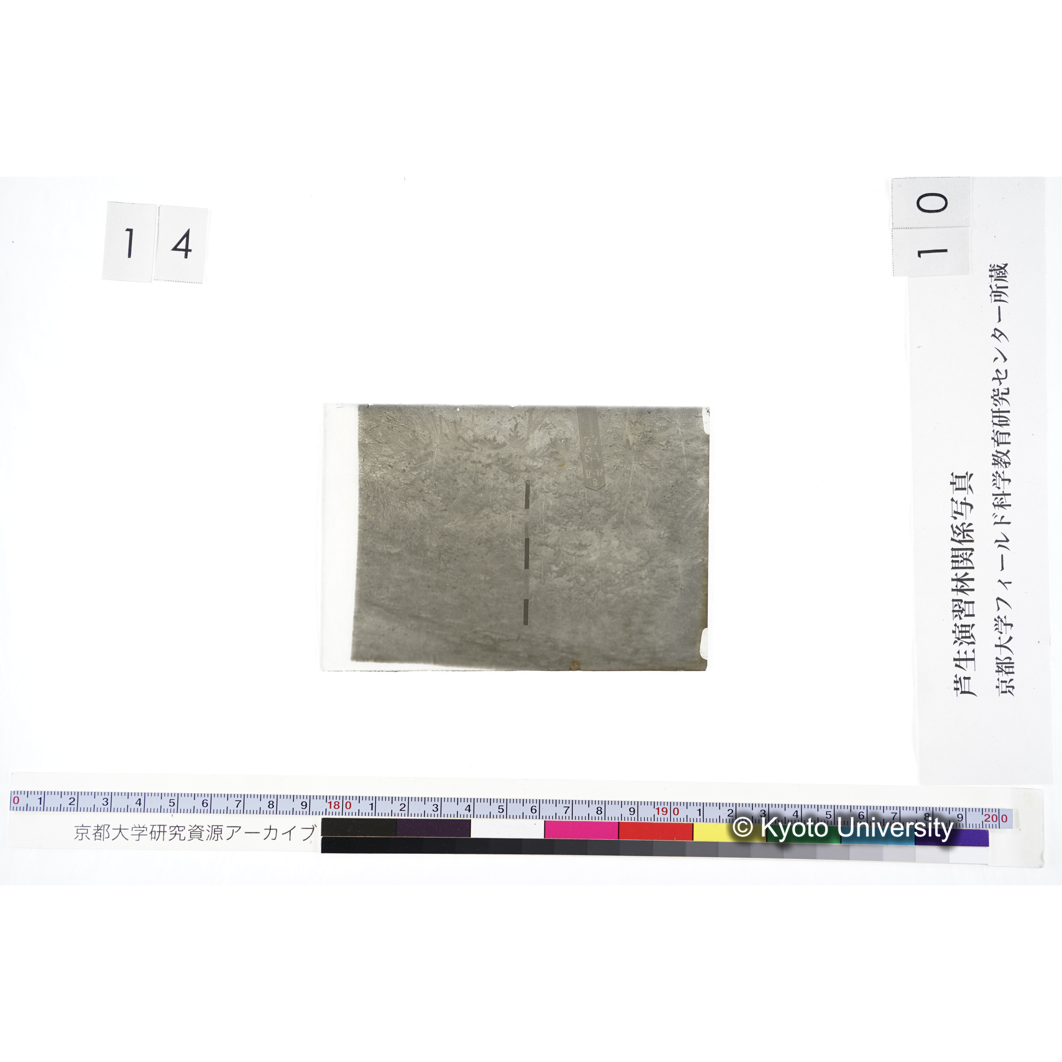 〔苗畑 標識「B IX-35 すぎ ひのき」〕 (3)