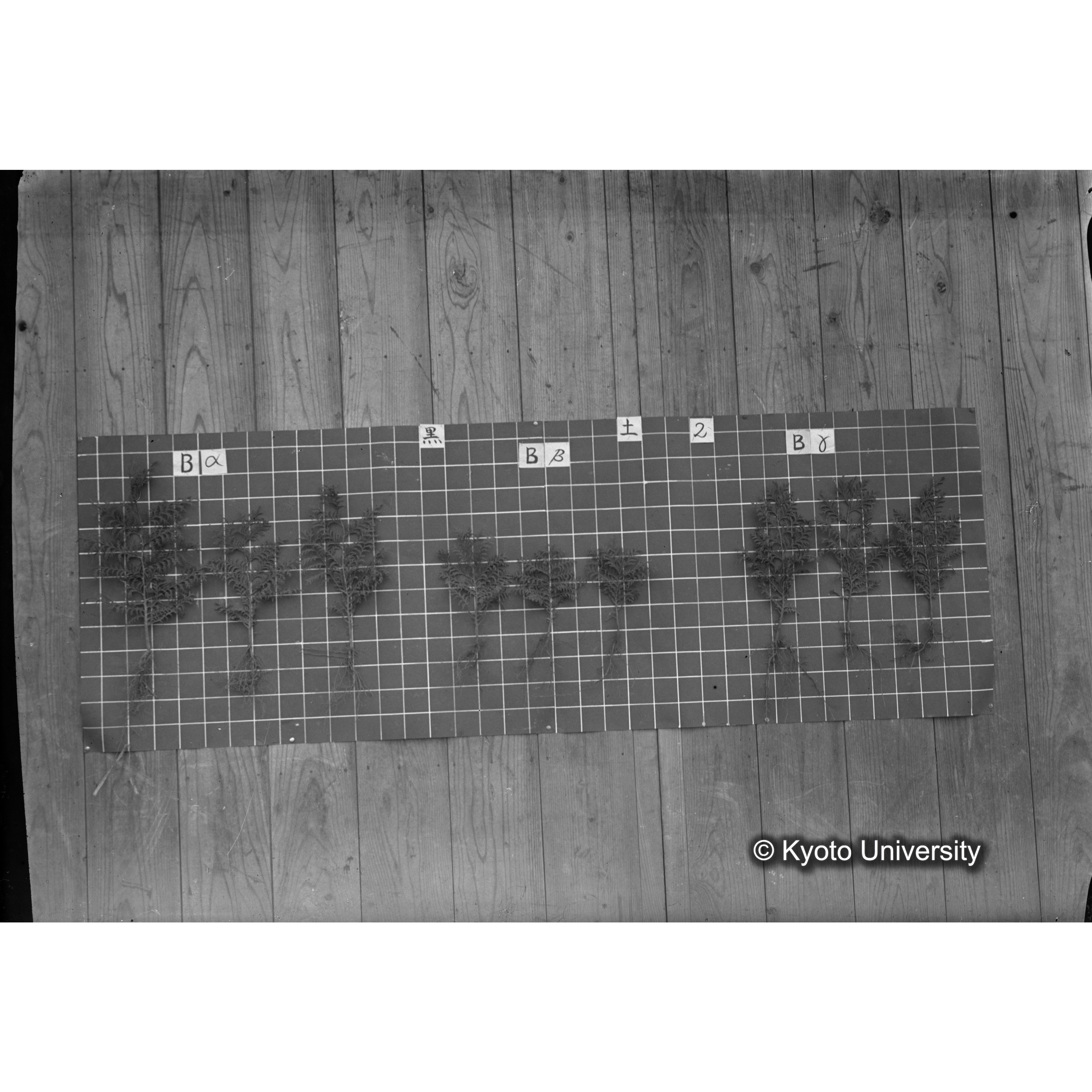 〔発芽と根 9本の比較 黒土2 の Bα Bβ Bγ 〕 (1)