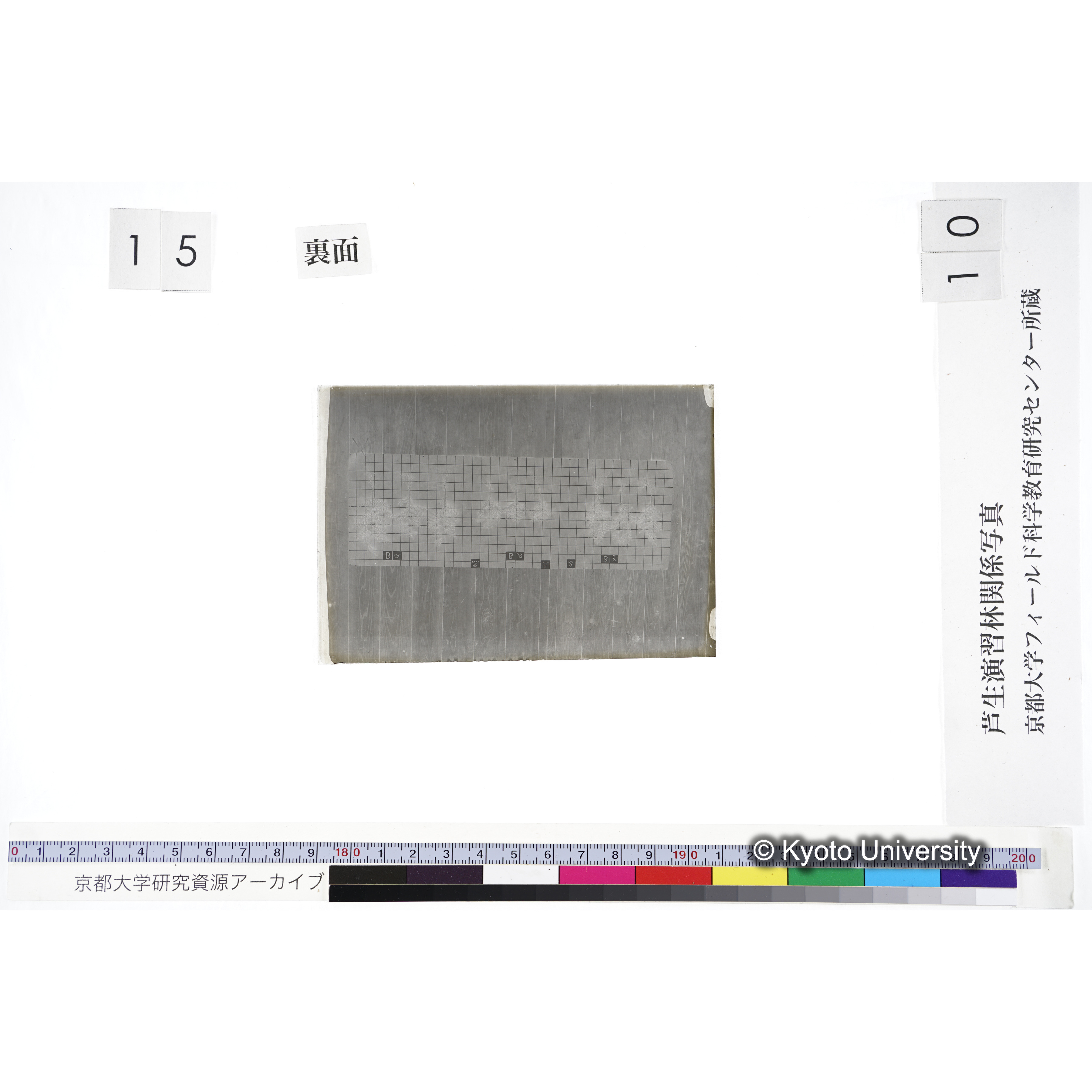 〔発芽と根 9本の比較 黒土2 の Bα Bβ Bγ 〕 (2)